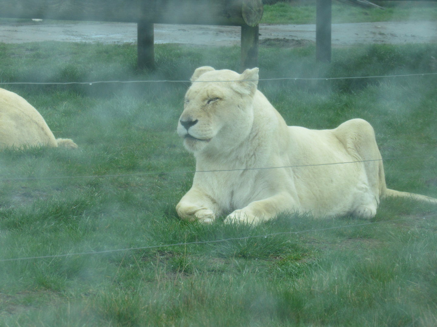 White African Lion