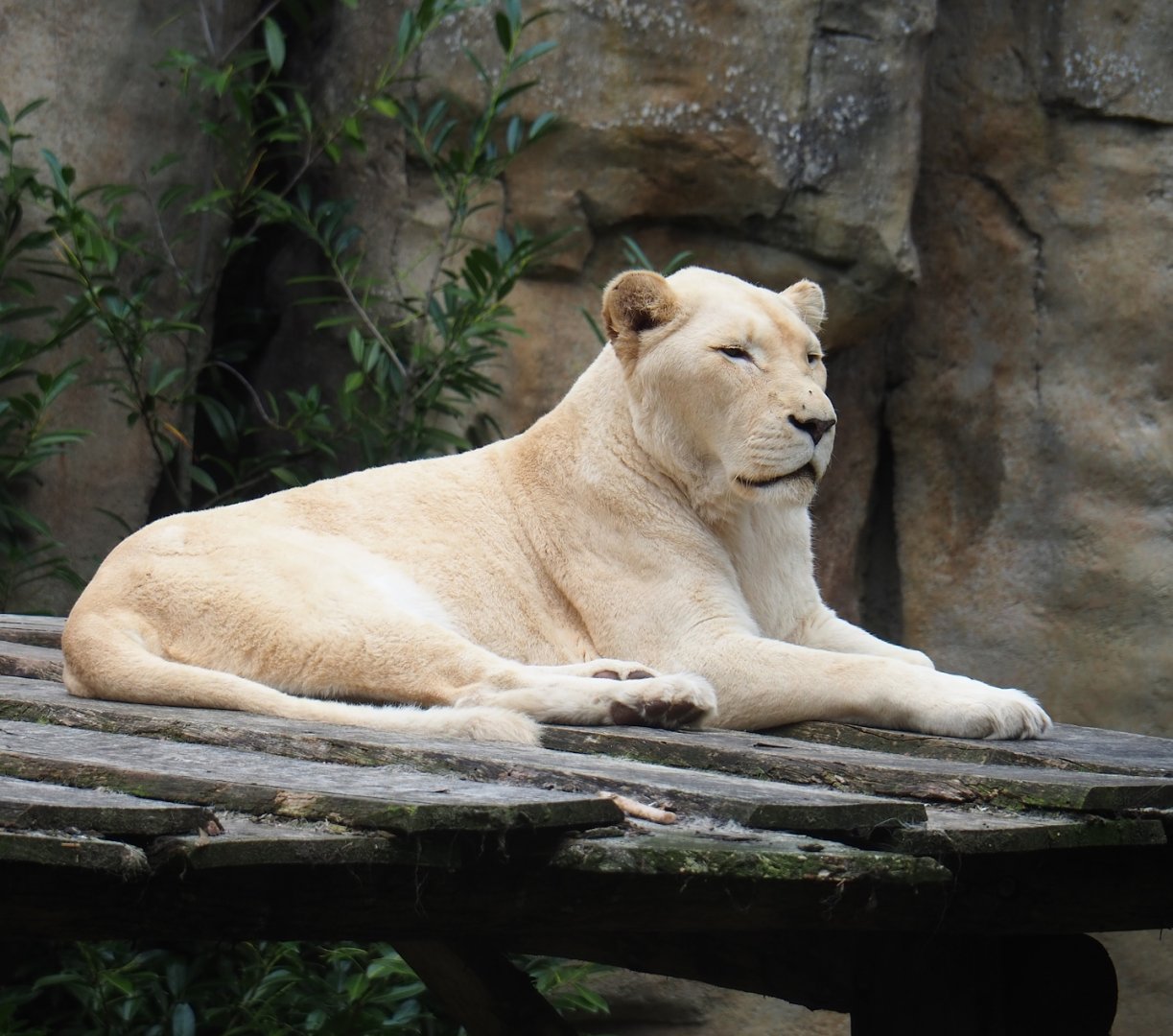 White African lioness (Panthera leo), 2023-08-17