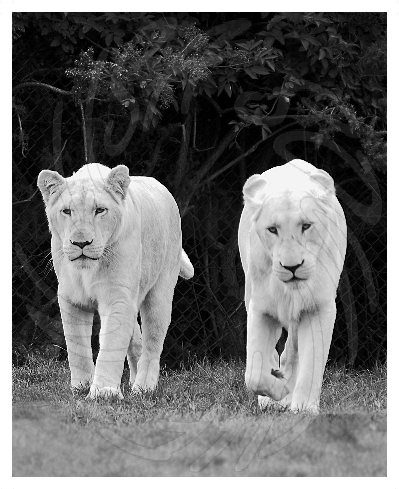 White African Lioness