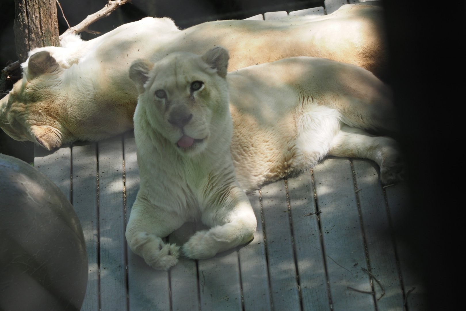 White African Lions, 2017