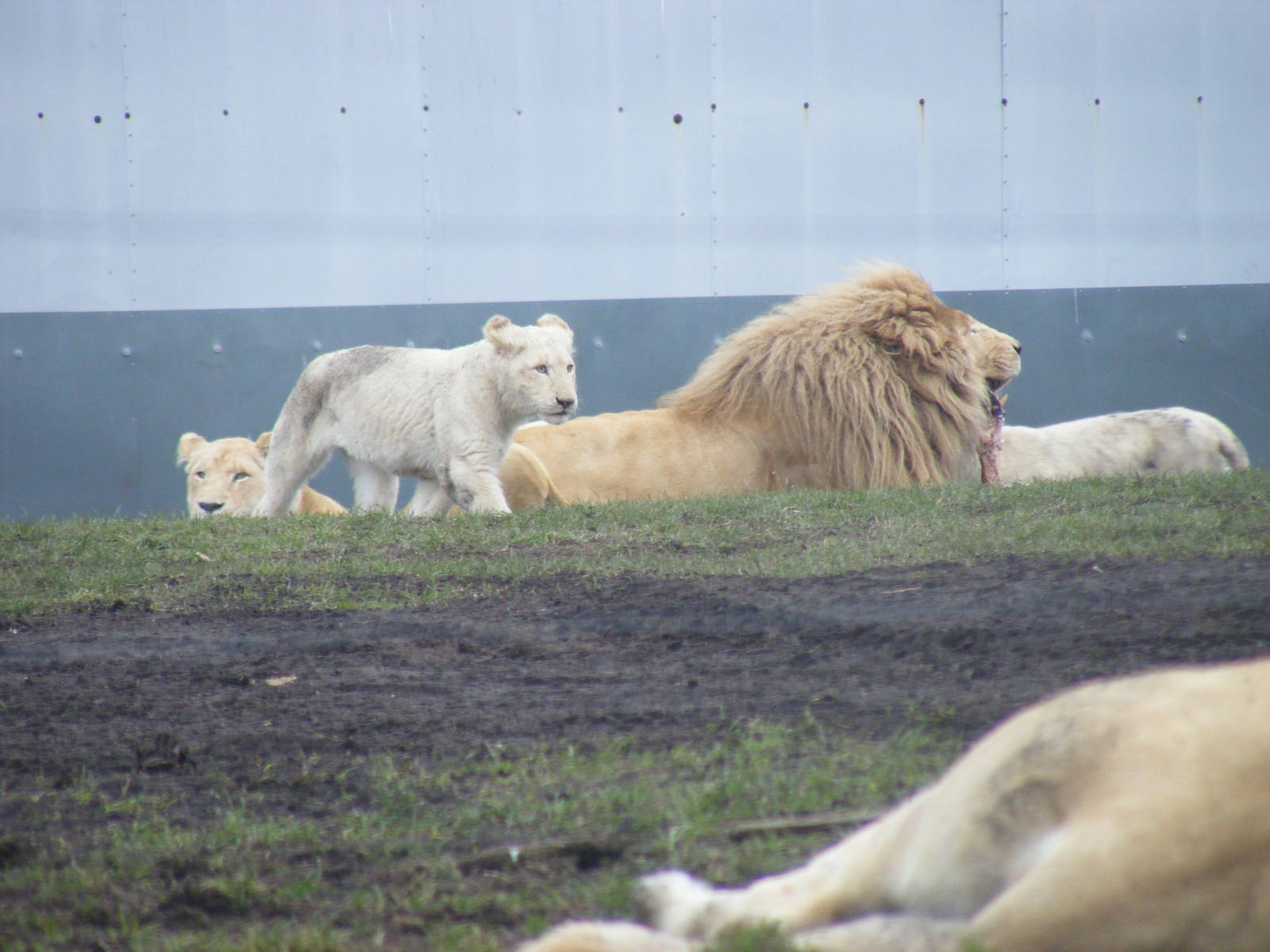 White African lions at West Midland Safari Park, 13 February 2010