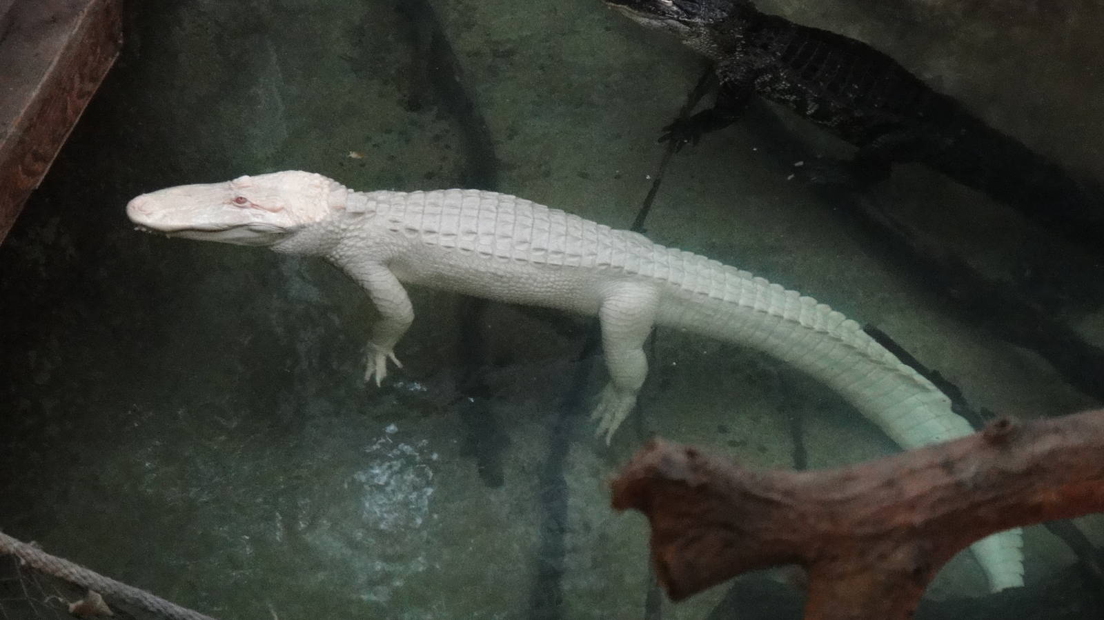 White Alligator at Dallas zoo 2015-03-12