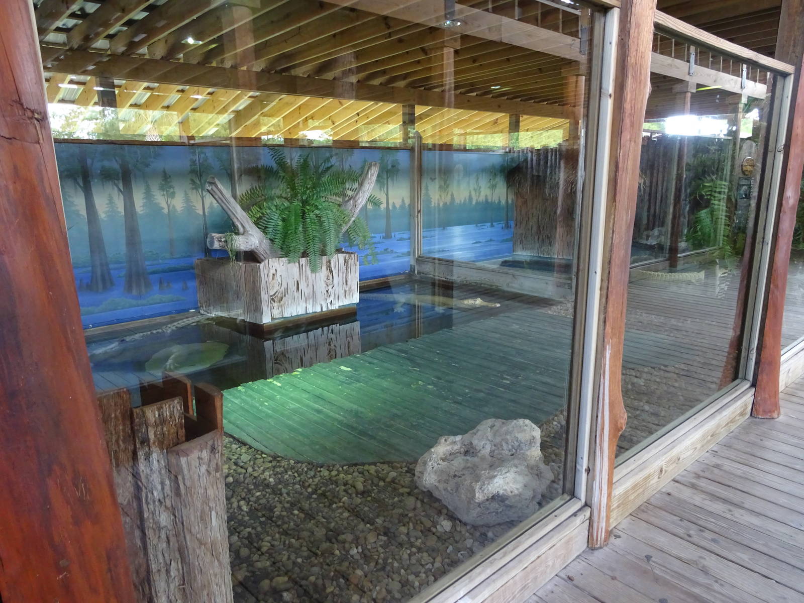 White Alligator Exhibit at Gatorland