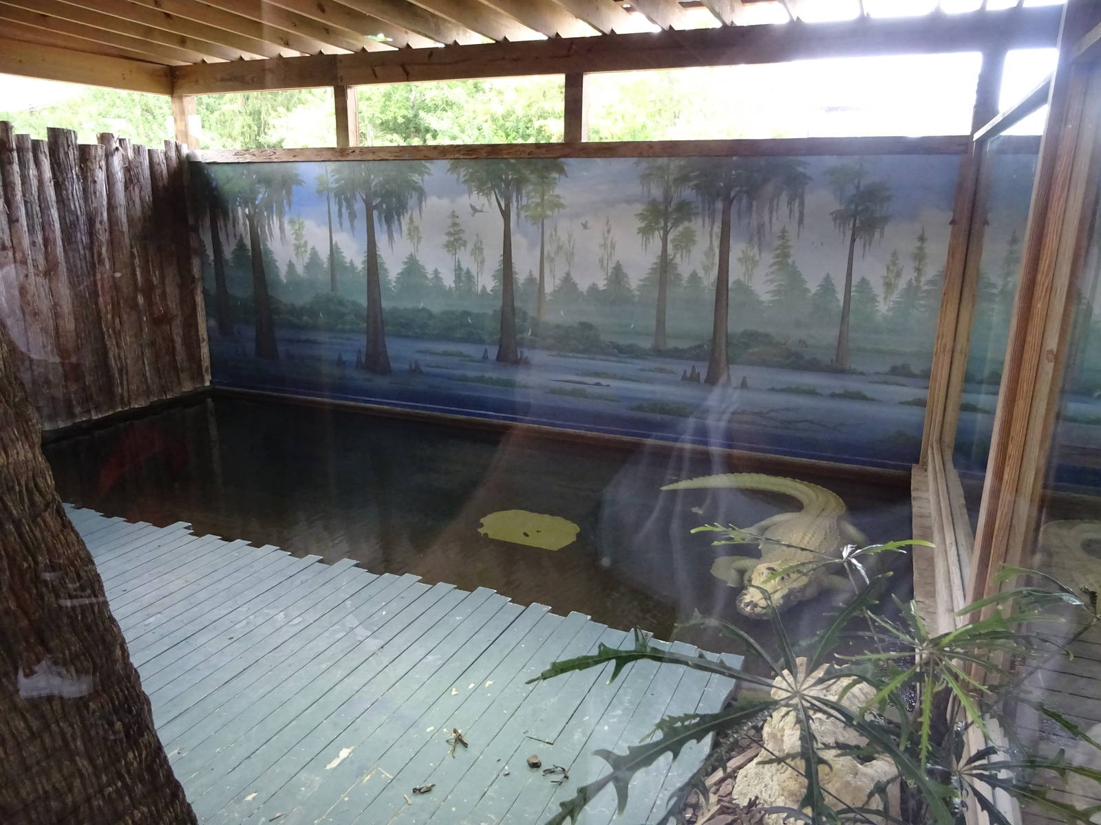 White Alligator Exhibit at Gatorland