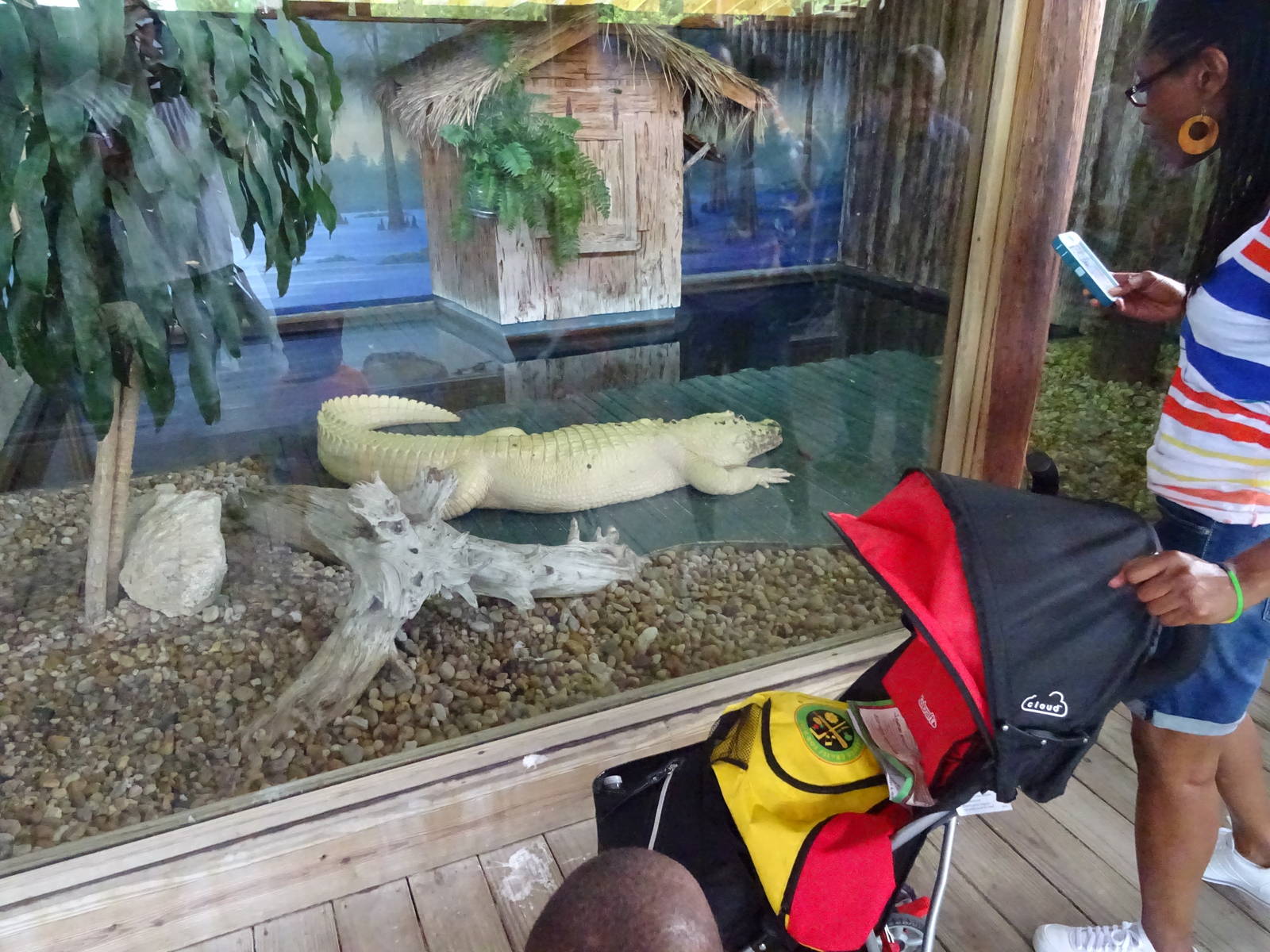 White Alligator Exhibit at Gatorland