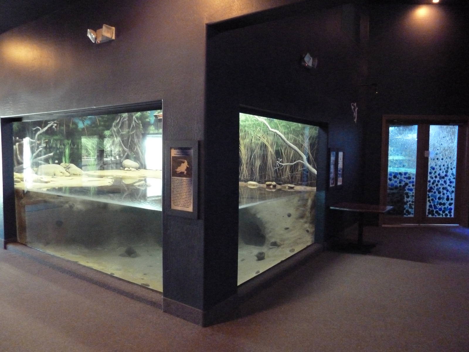 White Alligator Exhibit