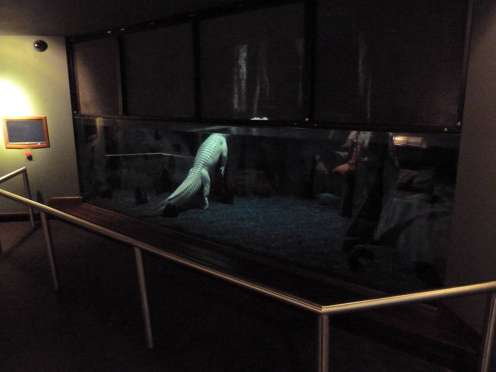 White Alligator Exhibit