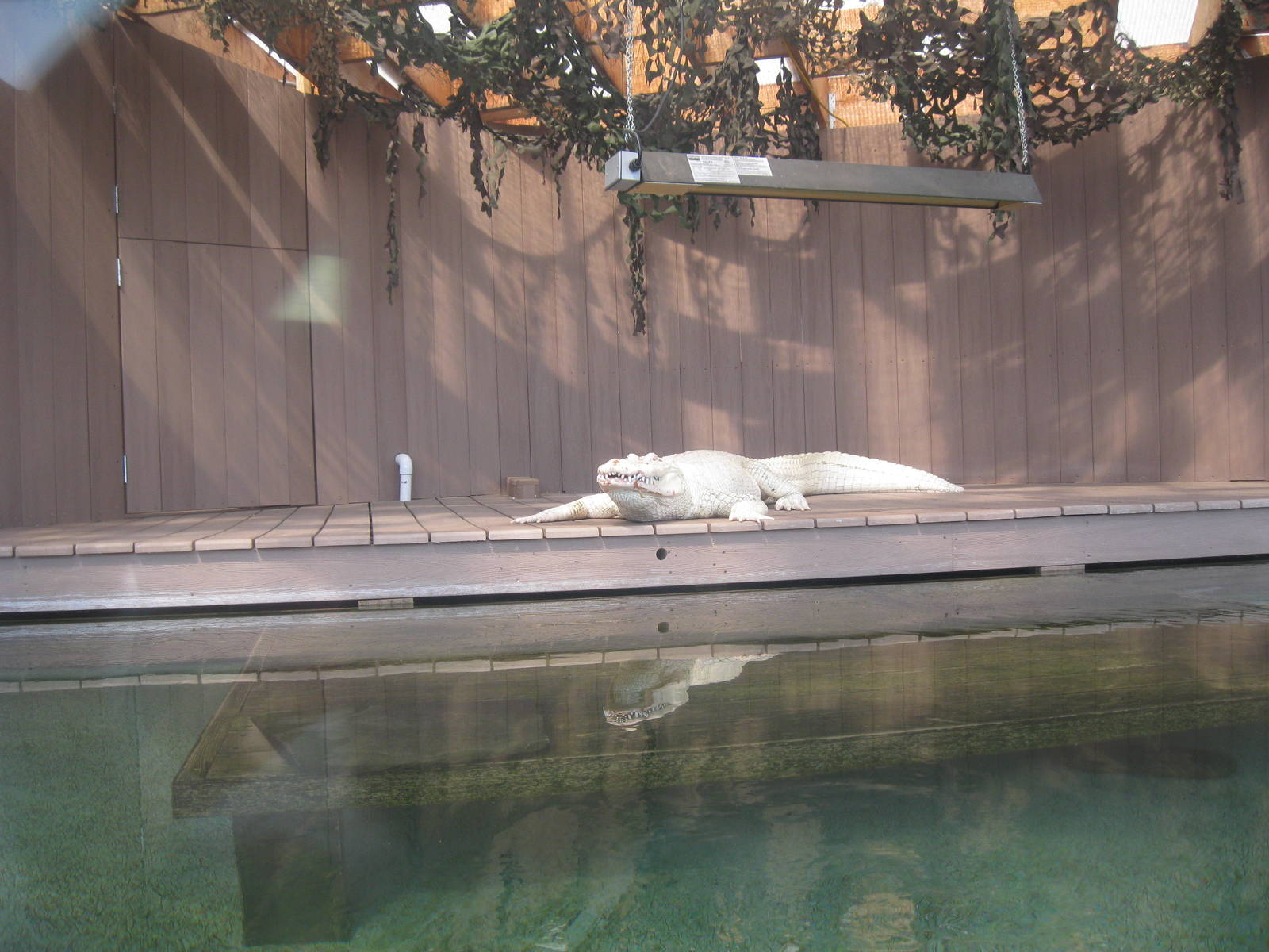 White Alligator Exhibit