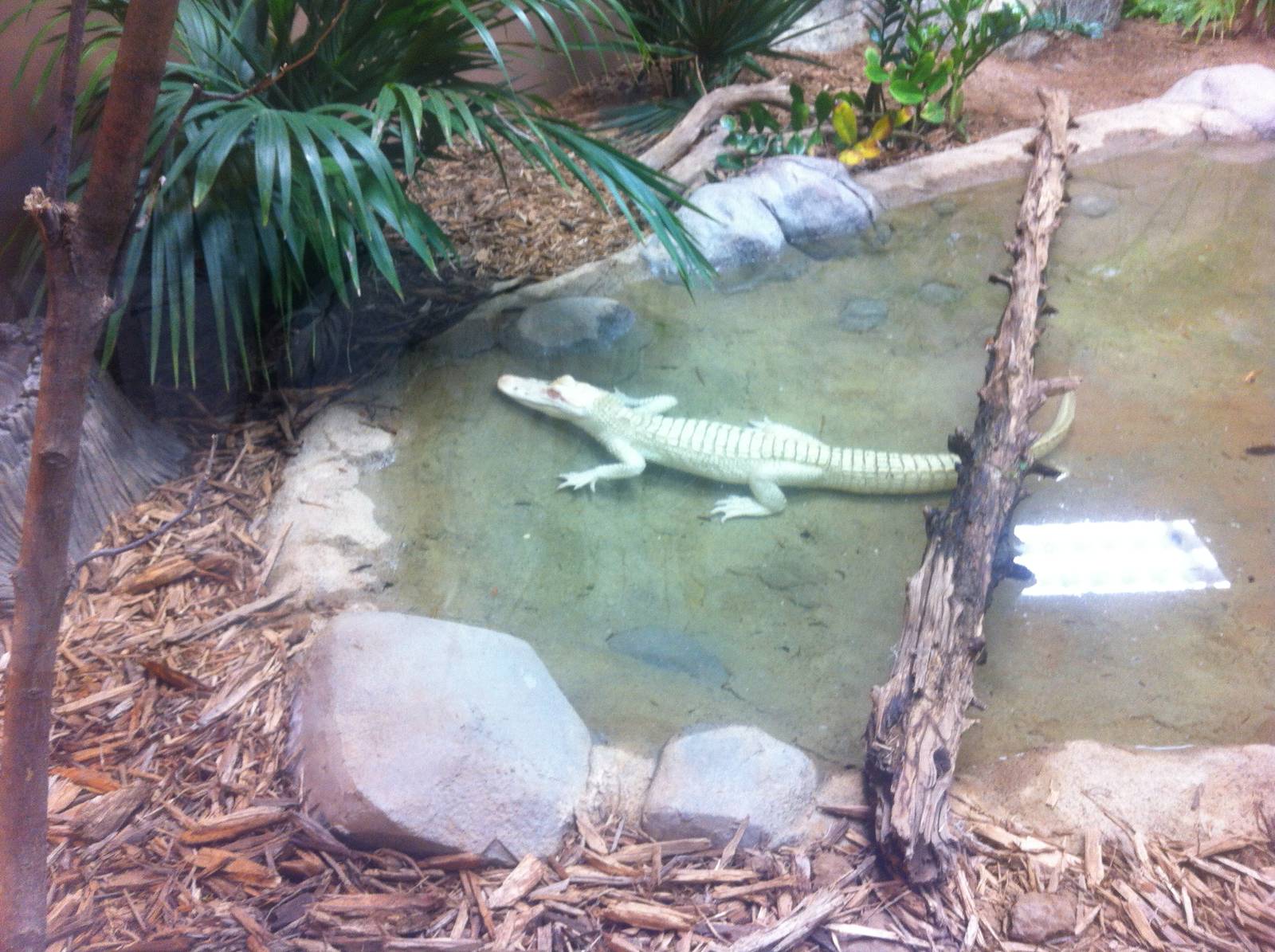 White Alligator Exhibit