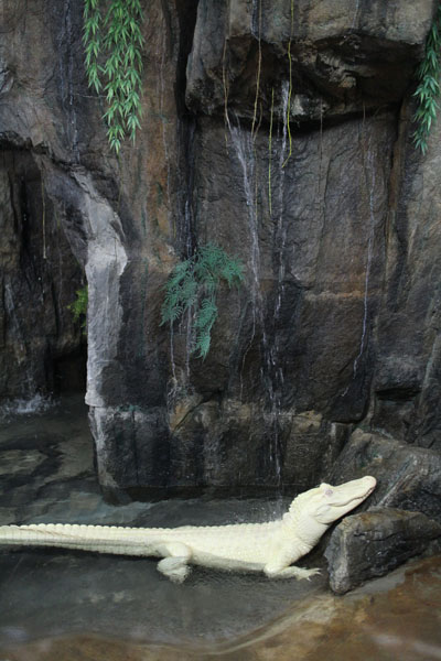 white alligator exhibit