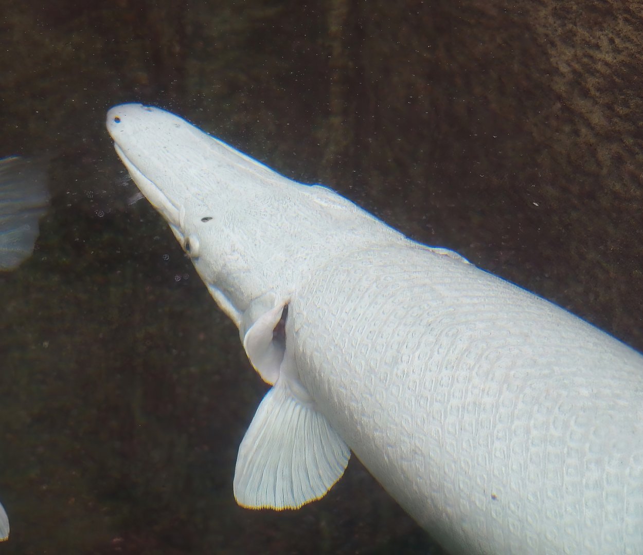 White Alligator gar (Atractosteus spatula), 2023-08-17