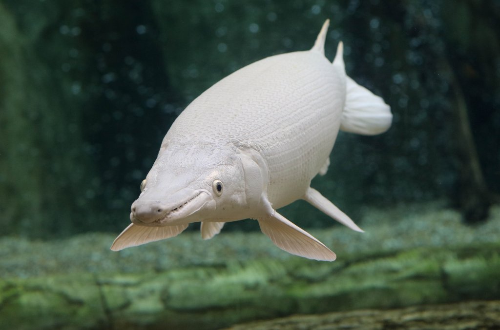 White Alligator Gar