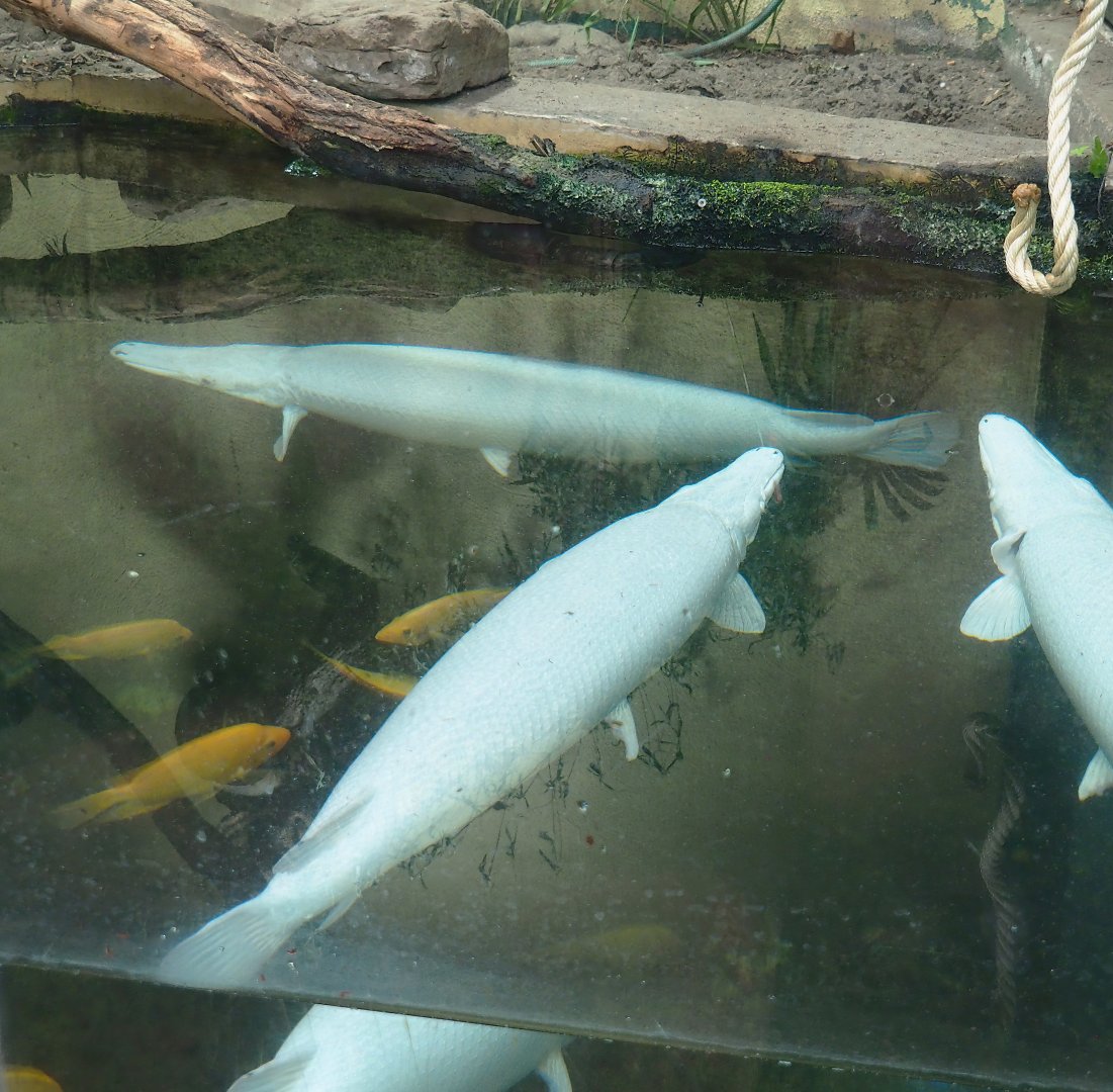 White Alligator gars (Atractosteus spatula), 2023-08-17