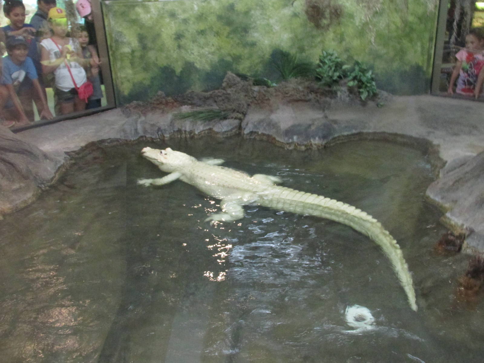 white alligator named Blanco houston zoo