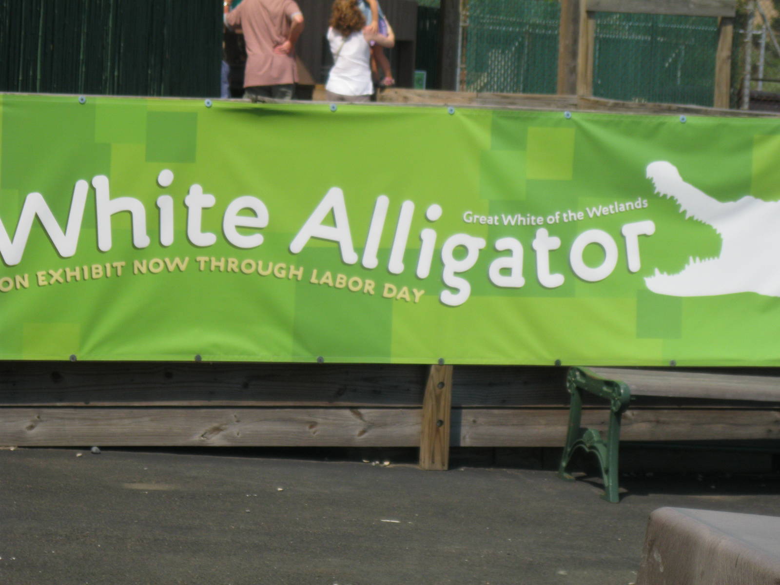 White Alligator Sign