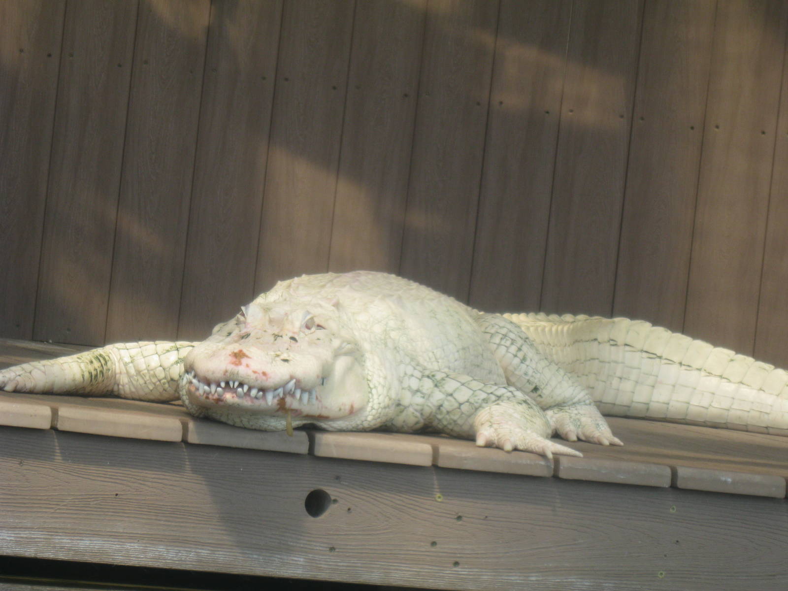 White Alligator