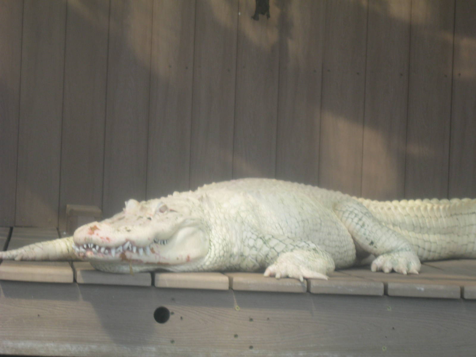 White Alligator