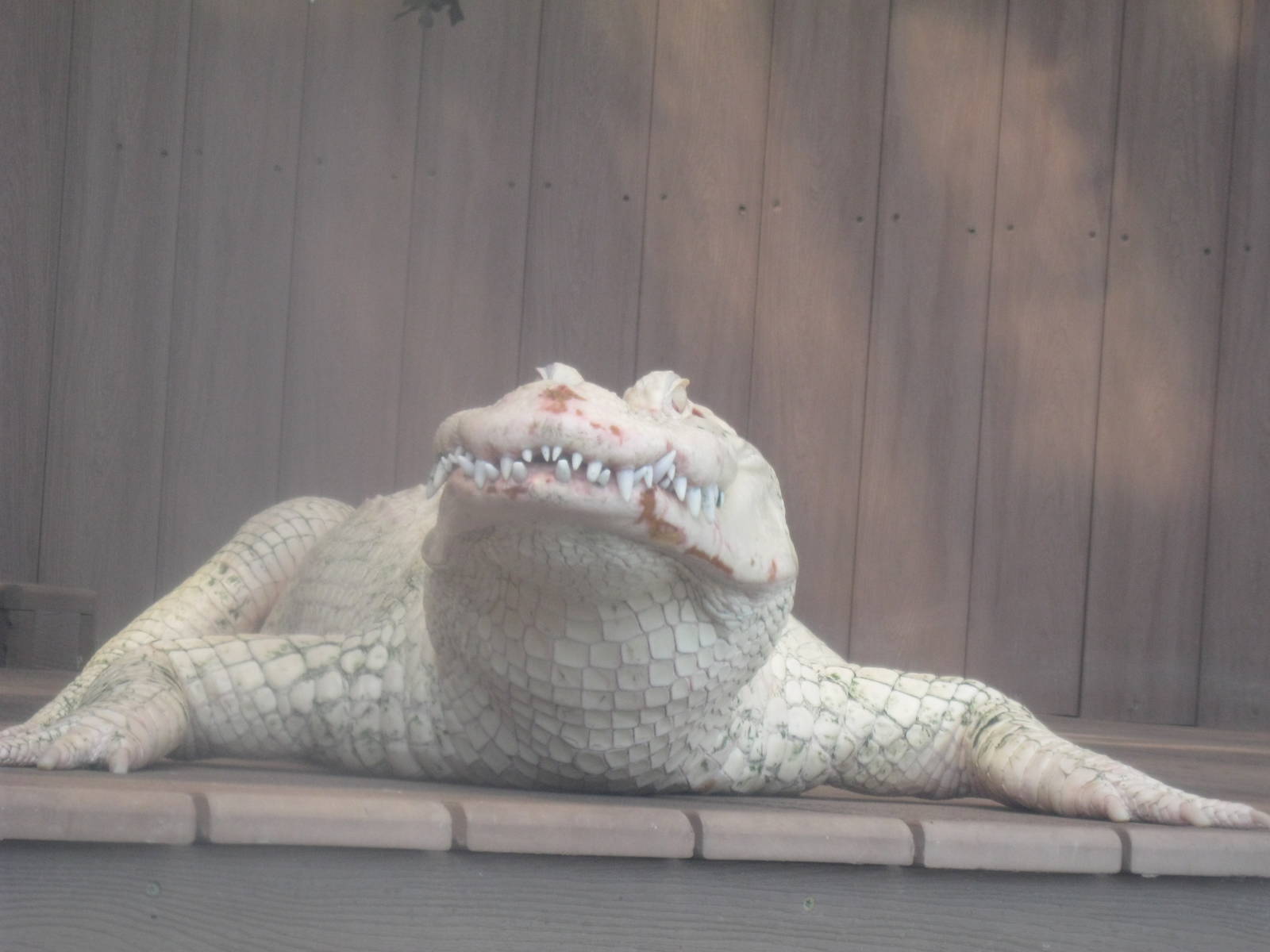 White Alligator