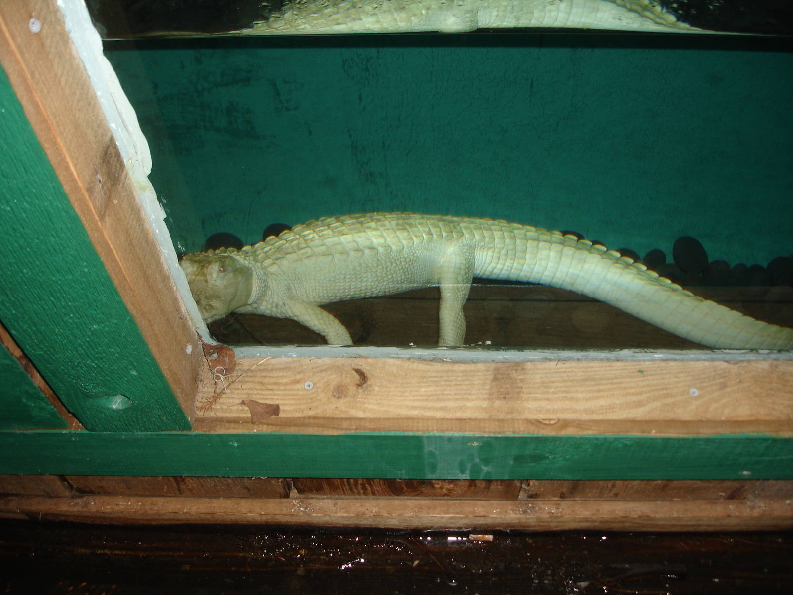 White Alligator