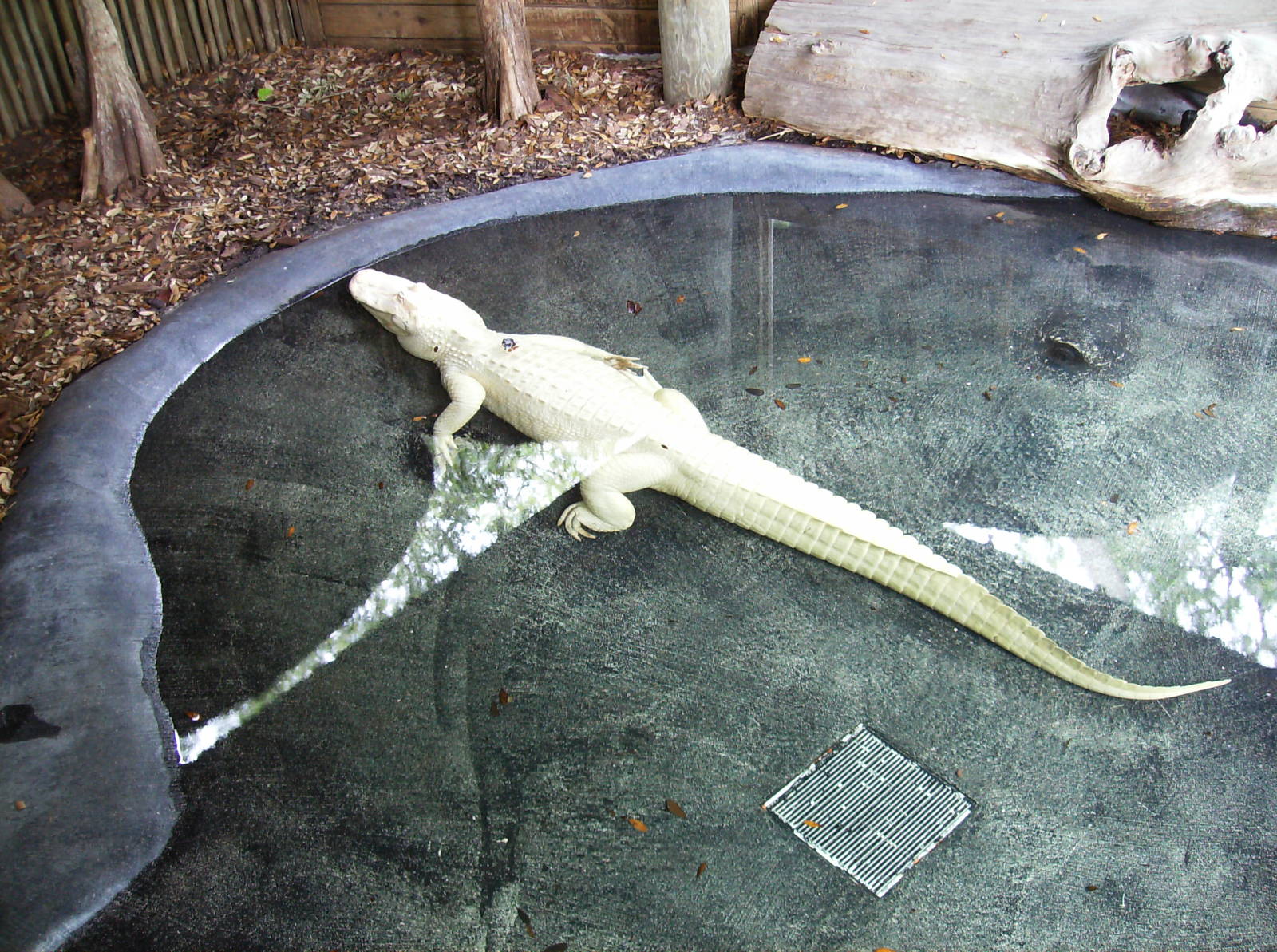 White Alligator
