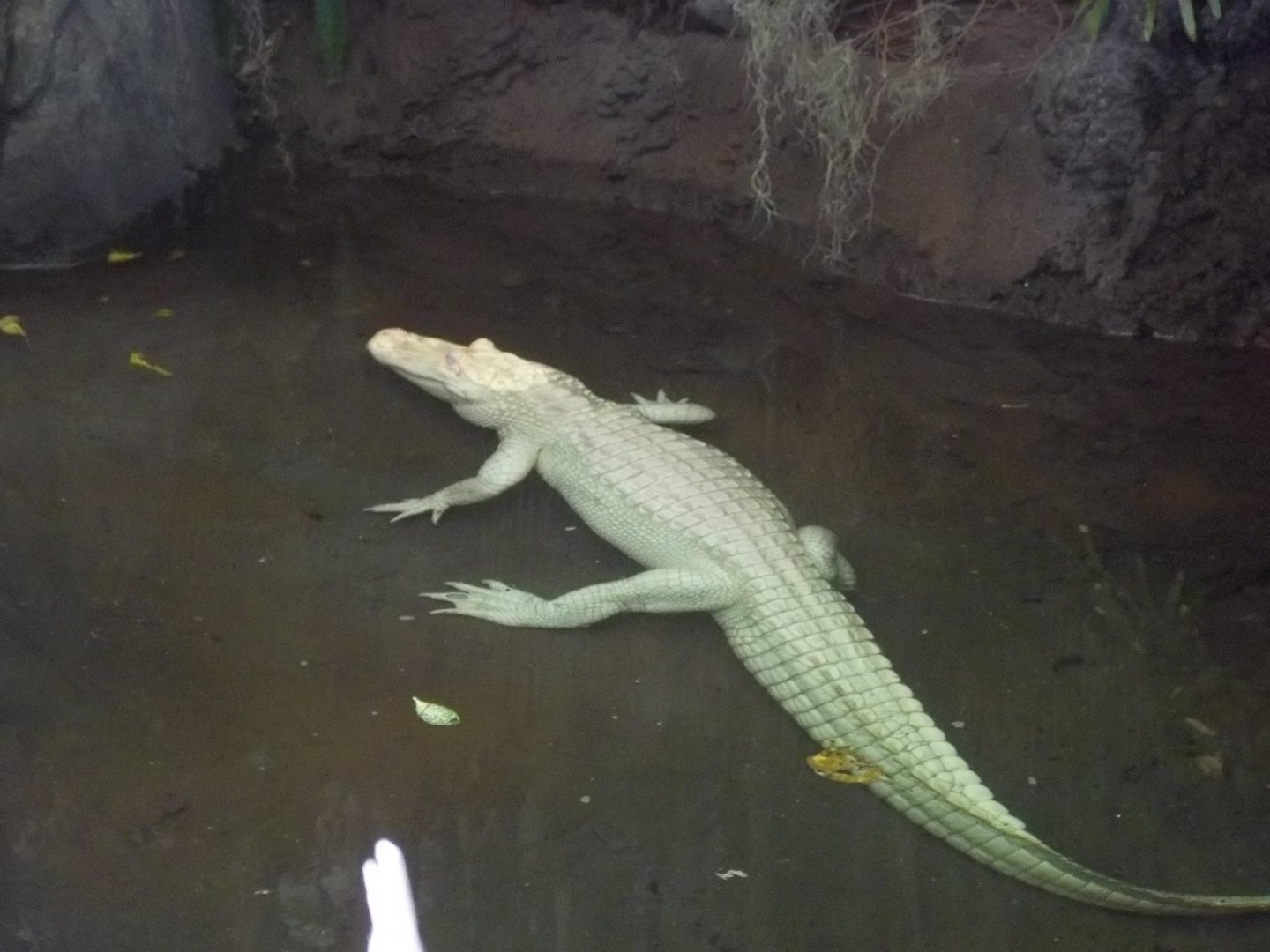 White Alligator