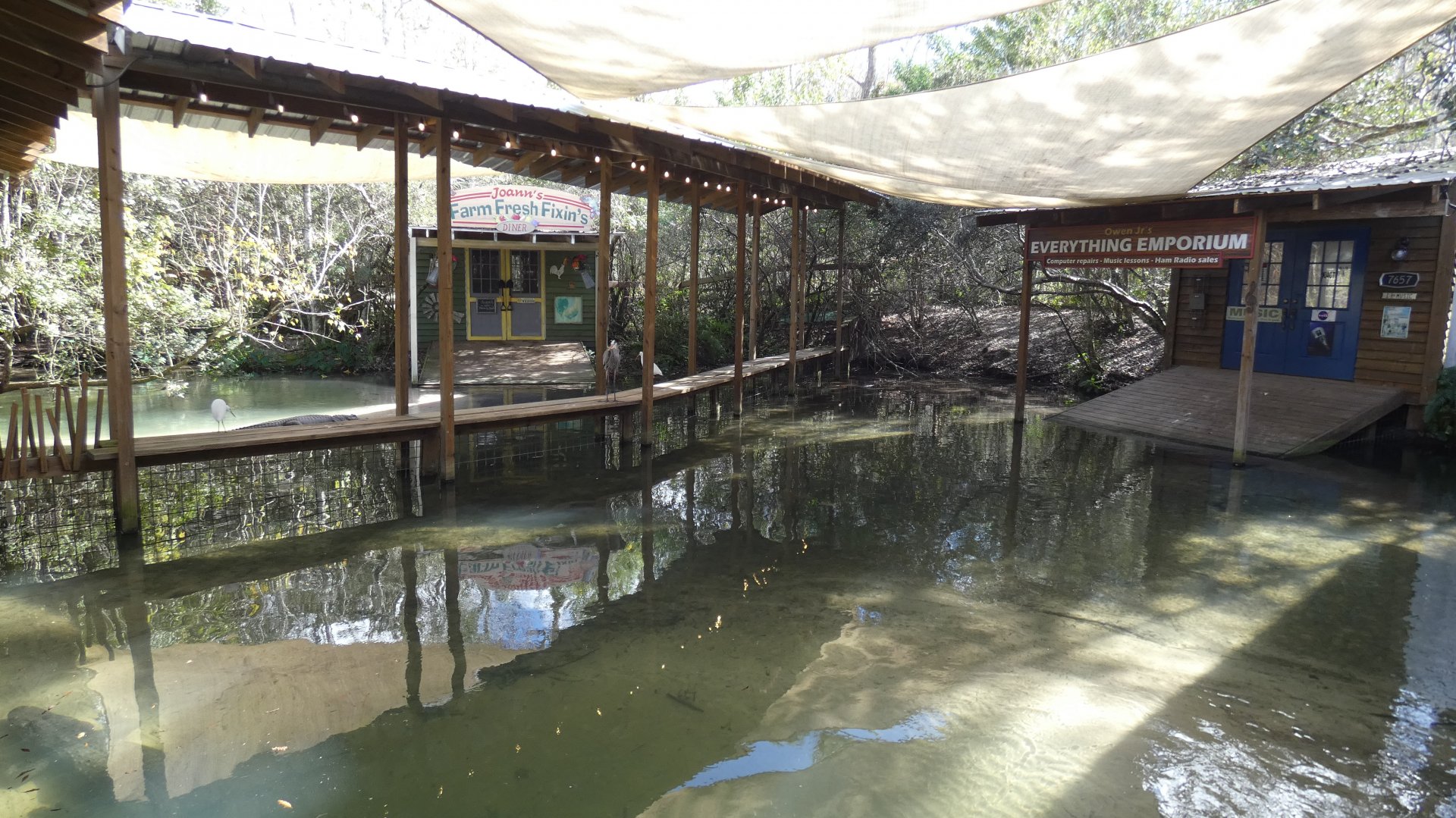 White Alligators - Jan. 2022