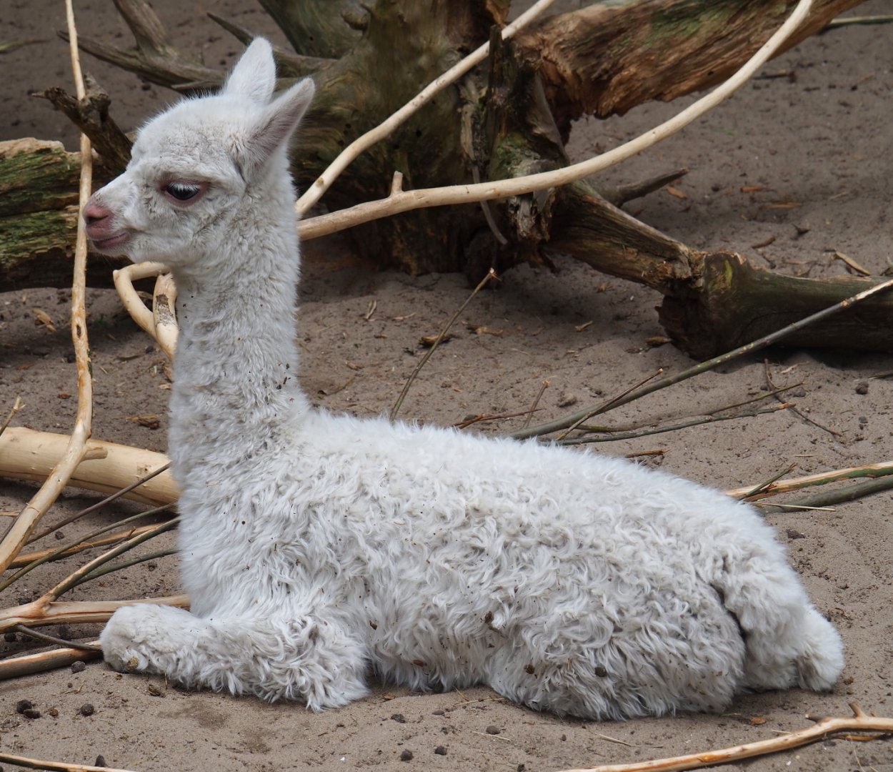 White Alpaca cria (Vicugna pacos), 2019-05-25