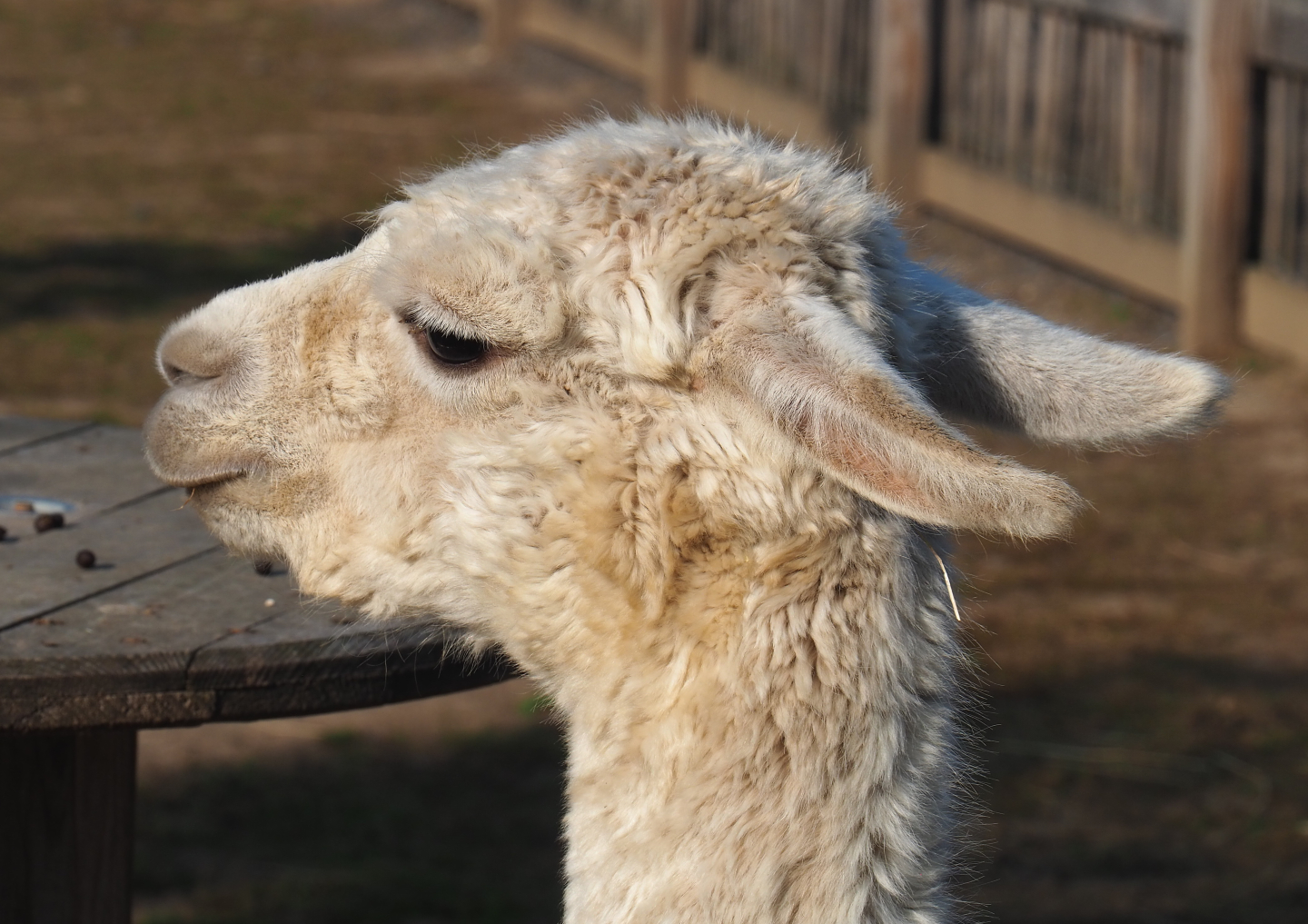 White alpaca (Vicugna pacos), 2020-09-12