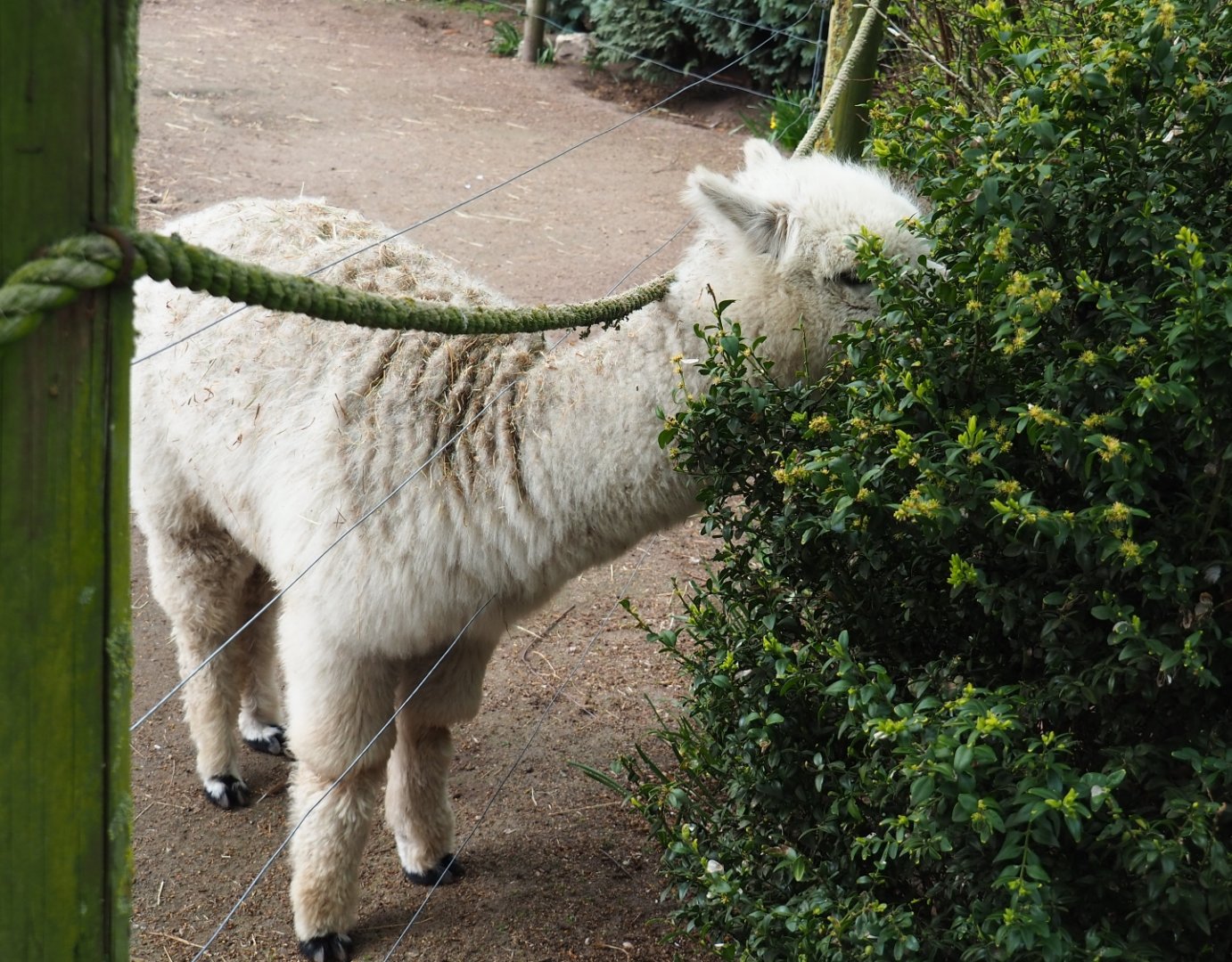 White alpaca (Vicugna pacos) doing some pruning, 2019-04-06