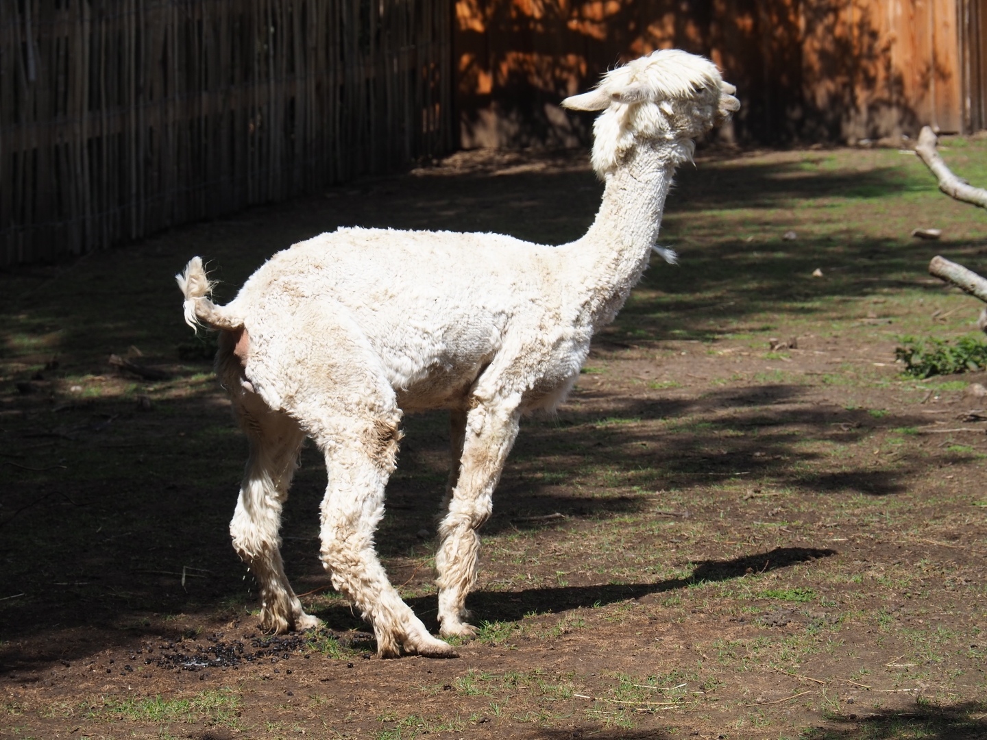 White alpaca (Vicugna pacos)