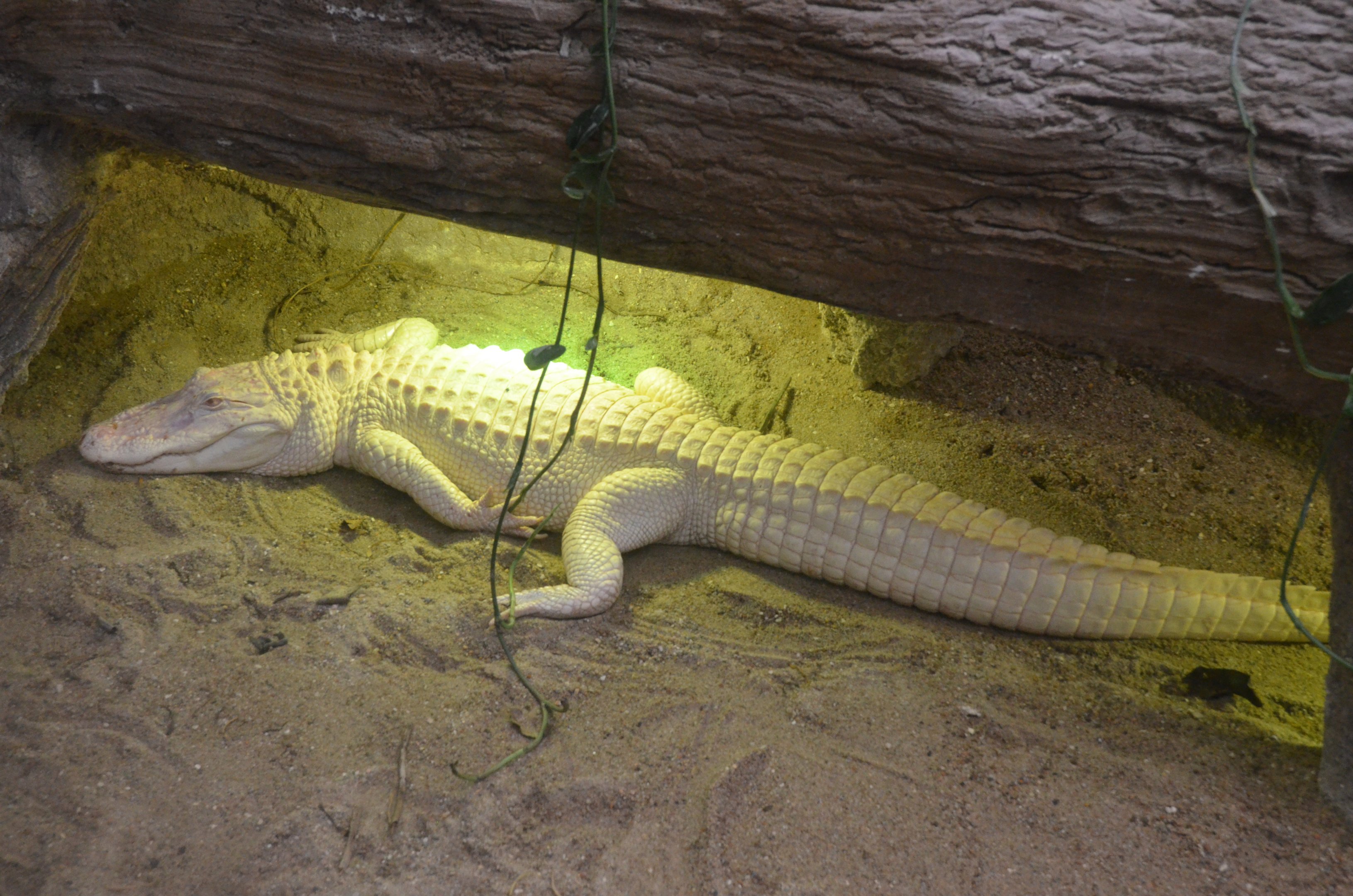 White American Alligator at Beauval, 12/06/18