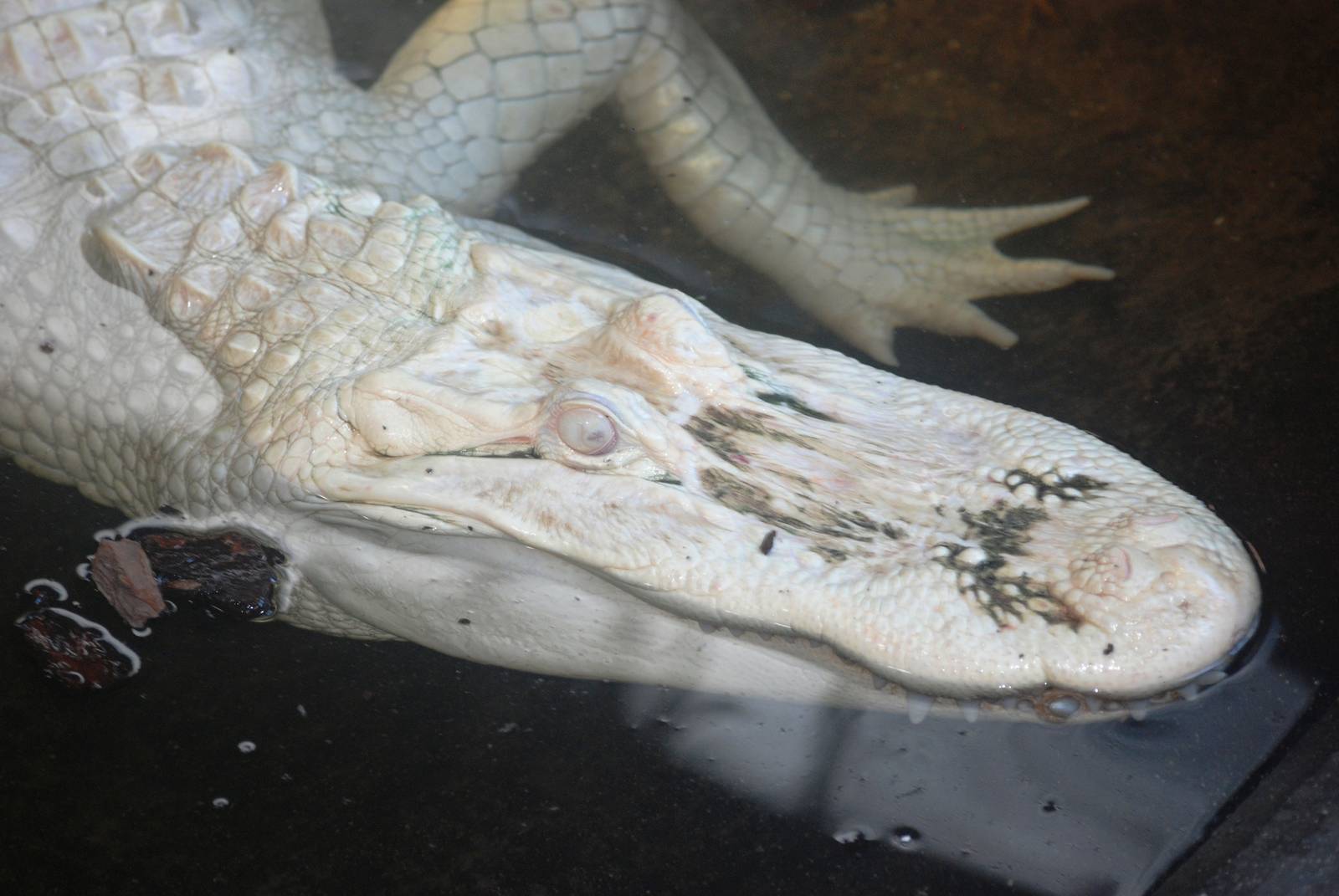 White American Alligator at St. Augustine, 11/10/13