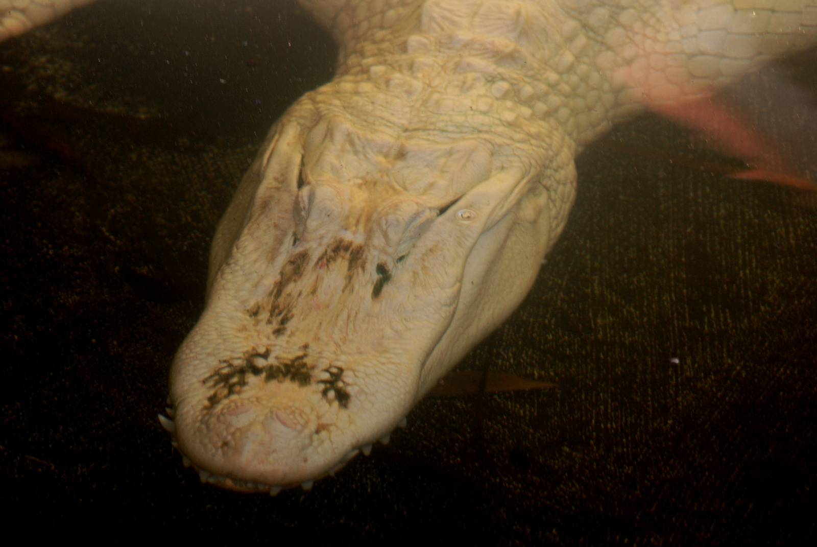 White American Alligator at St. Augustine, 11/10/13