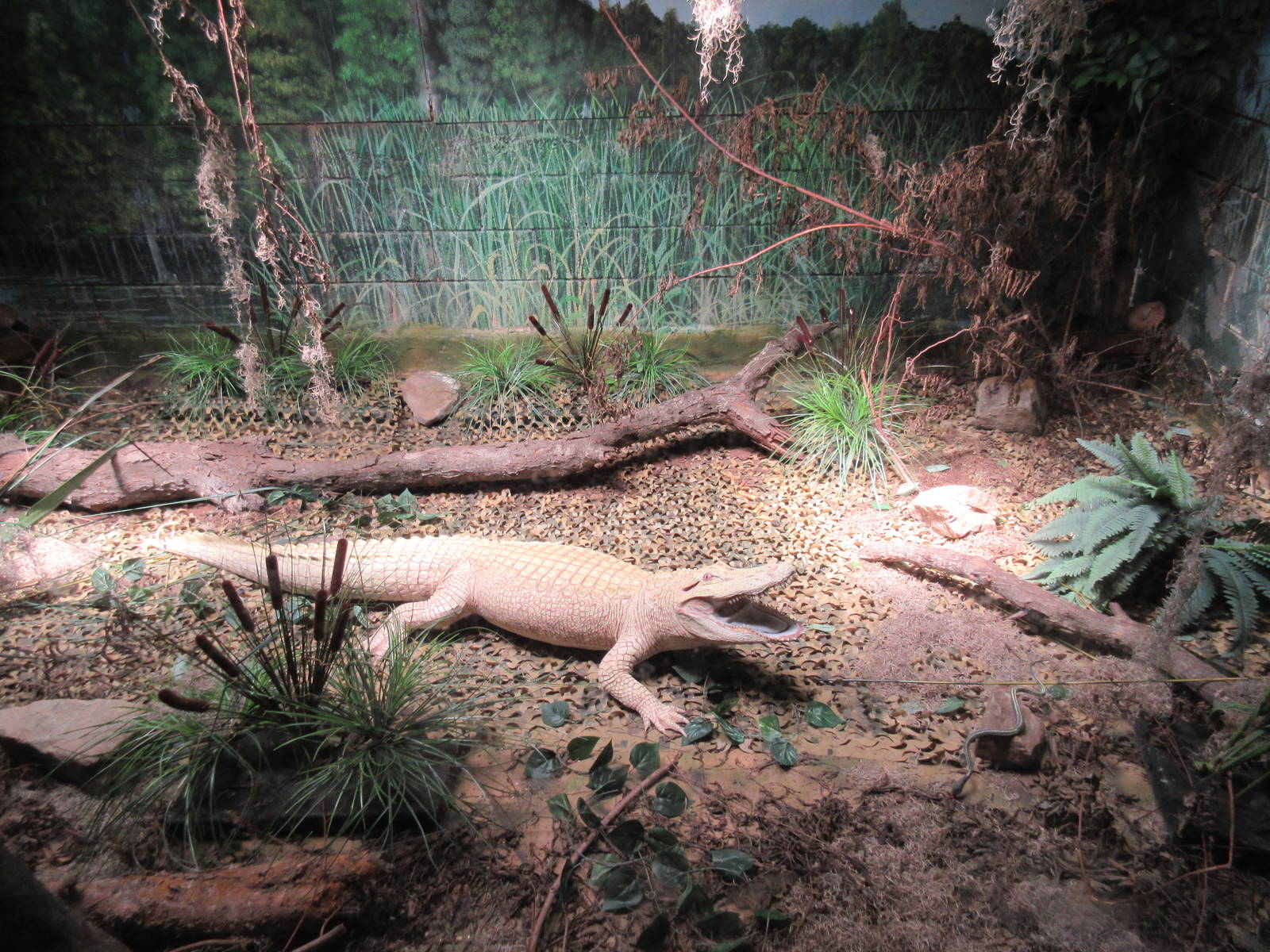White American Alligator - Taxidermy Specimen