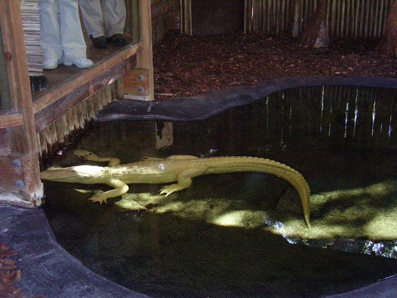 White American Alligator