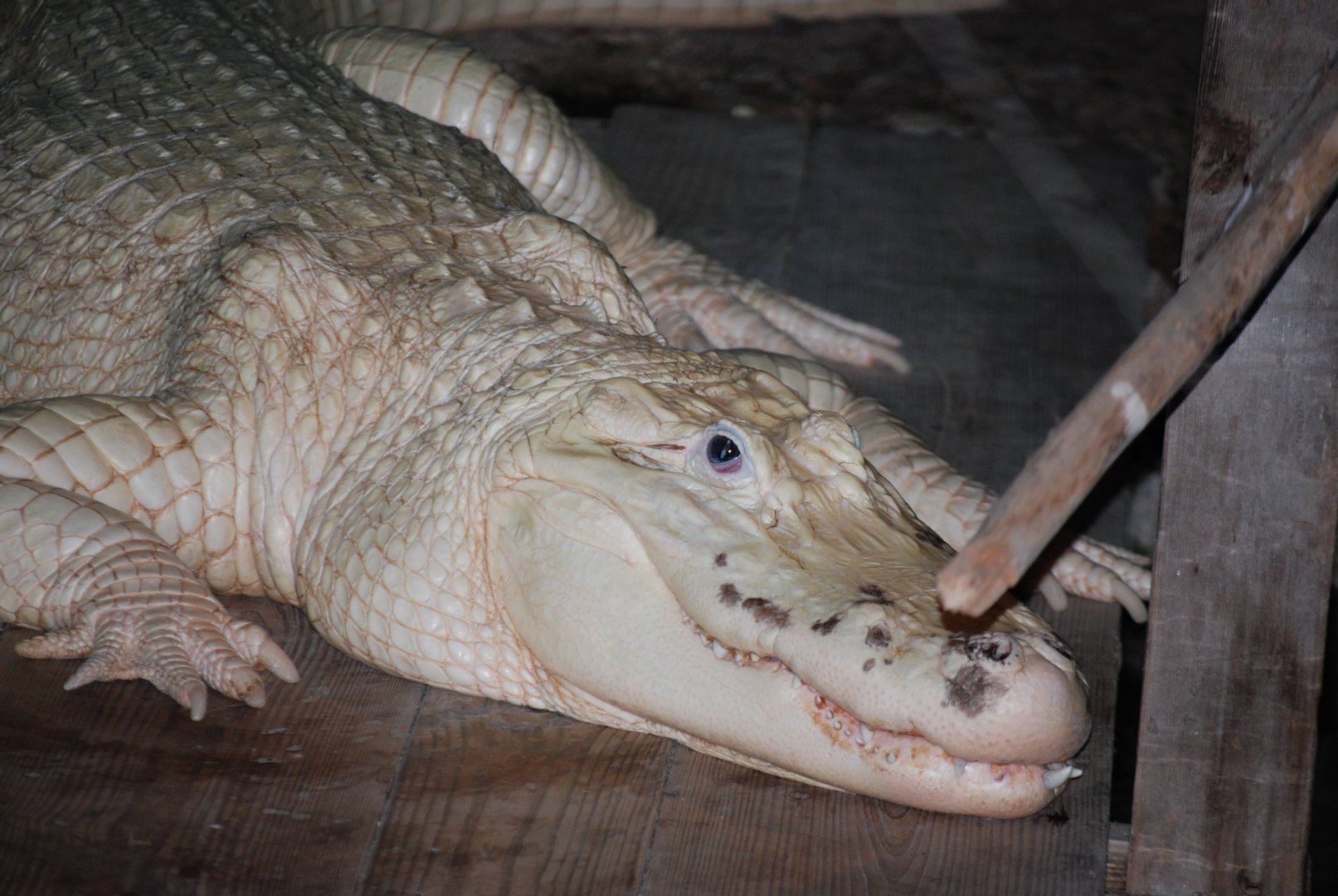 White American Alligator