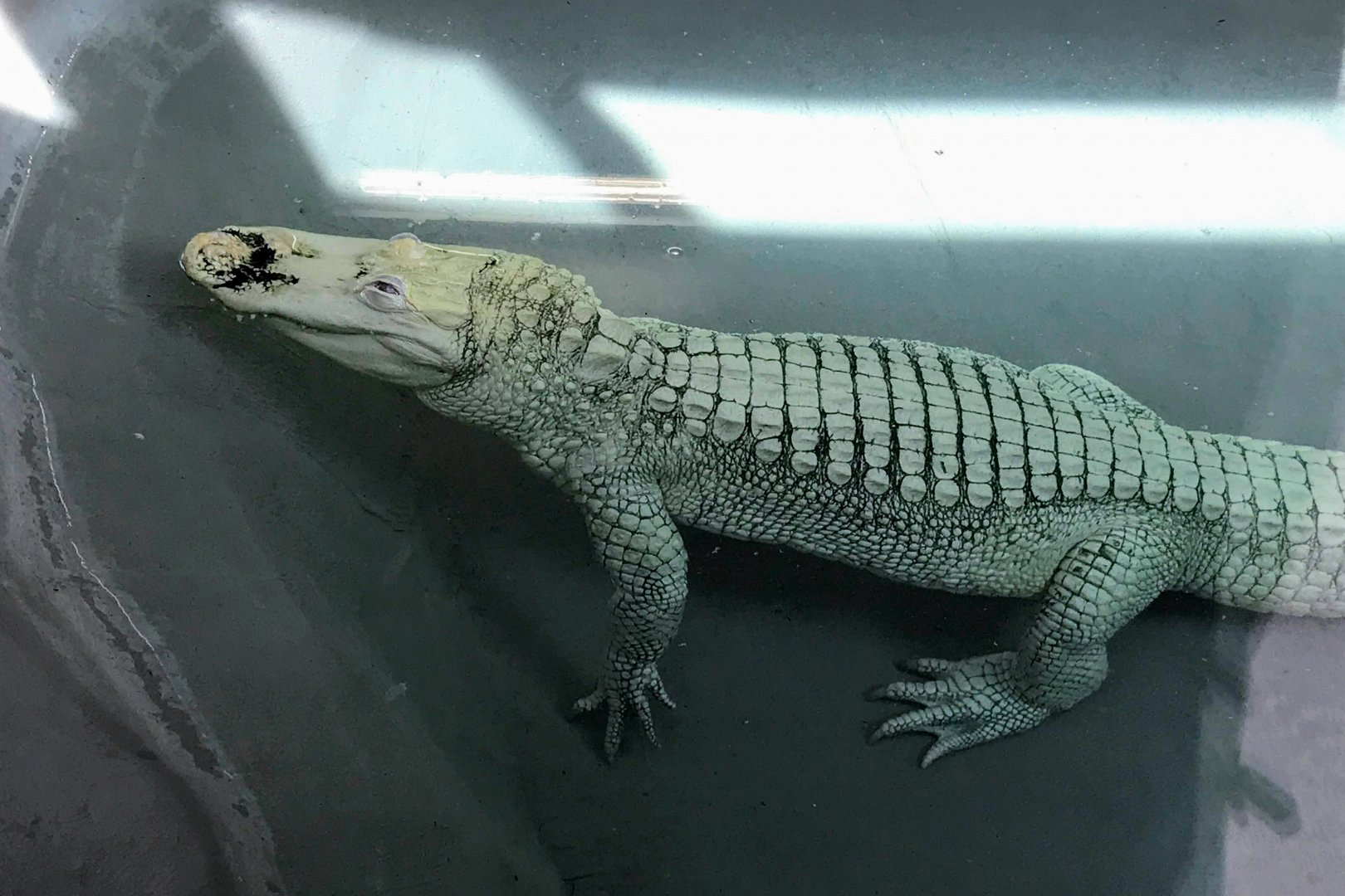 White American Alligator