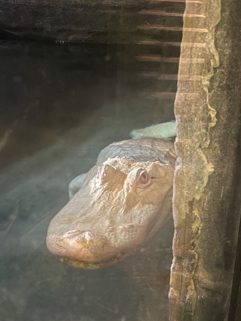 White American Alligator