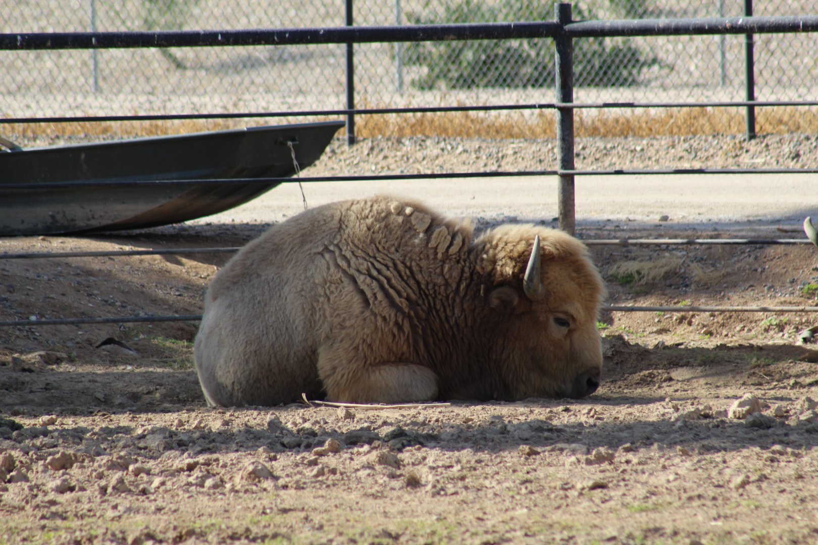 White American Bison