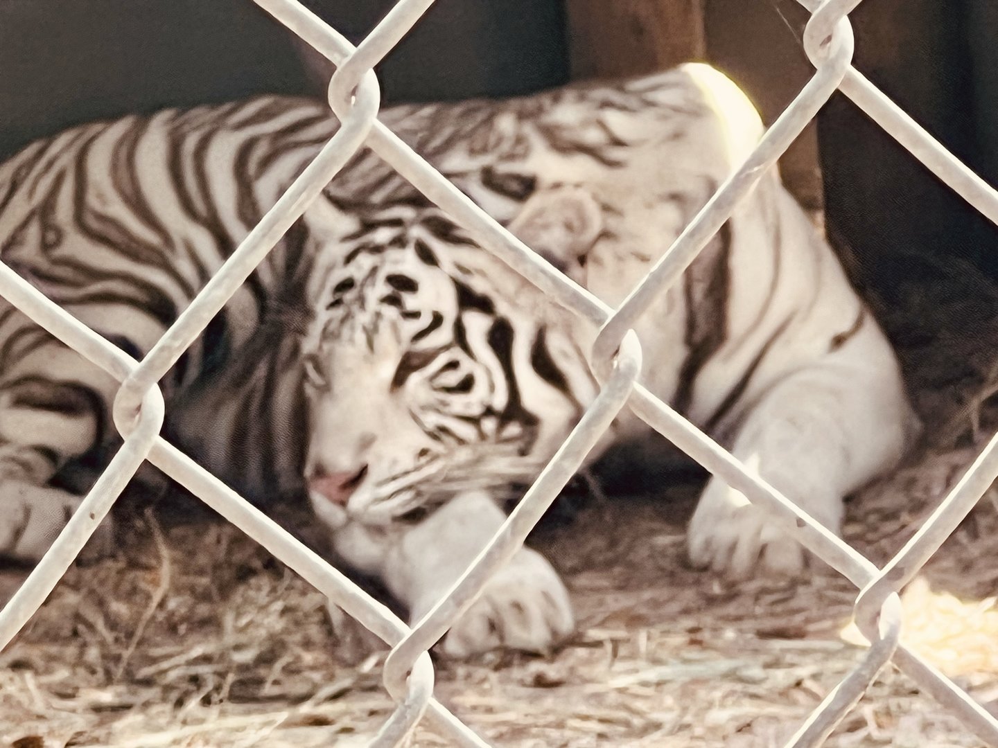 White American Zoo Tiger