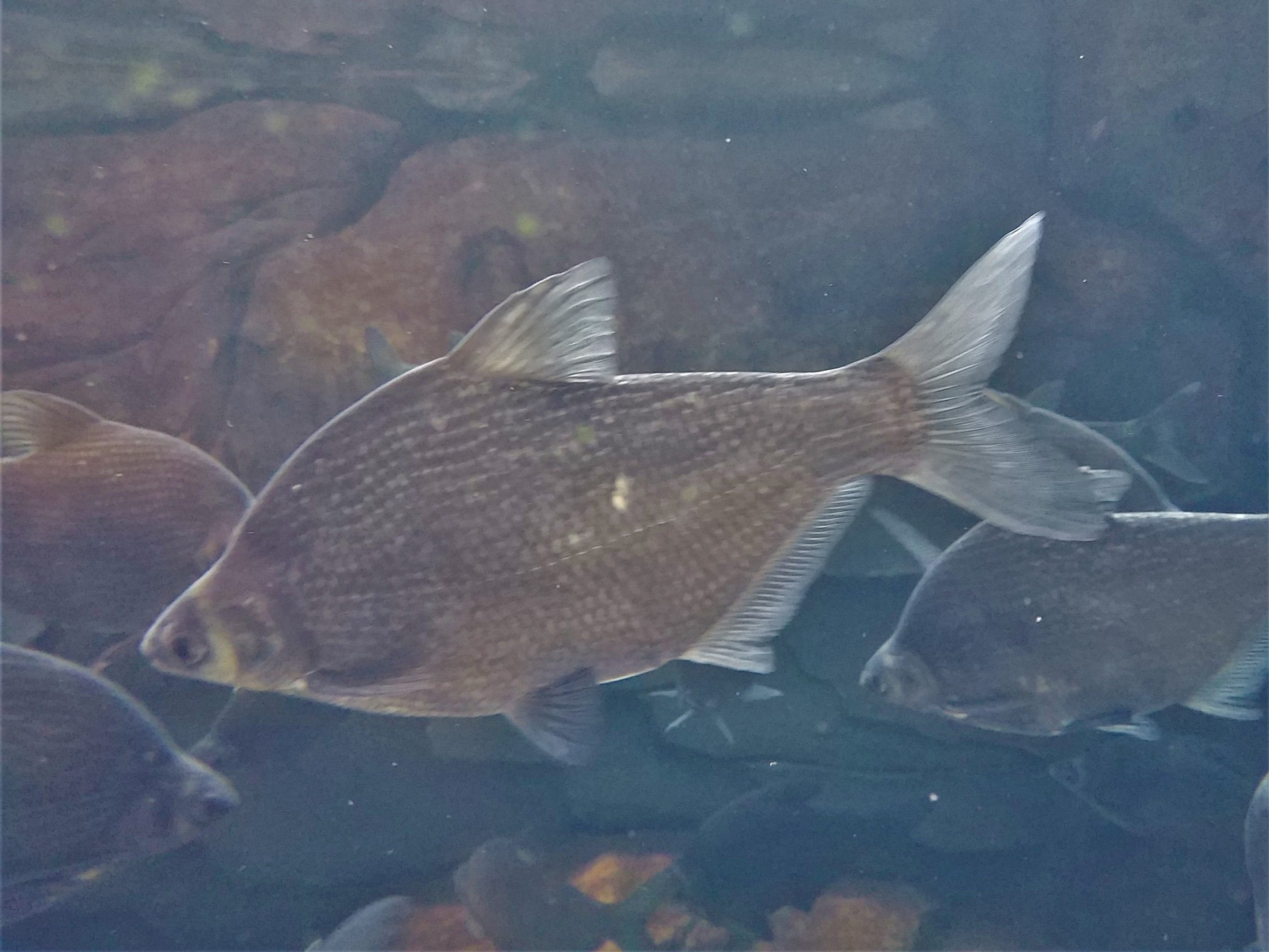White Amur Bream