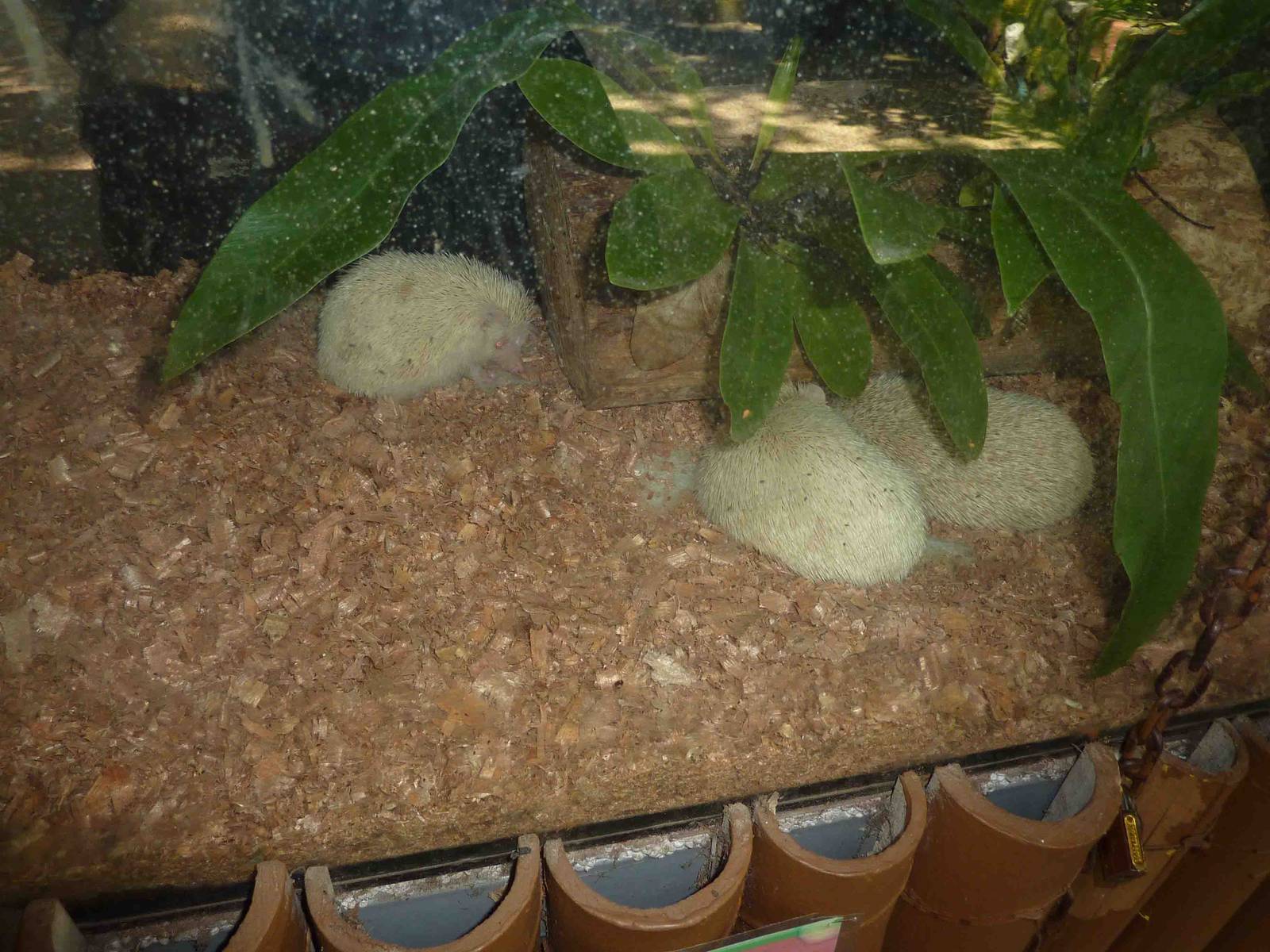 White Amur hedgehogs, May 2013.