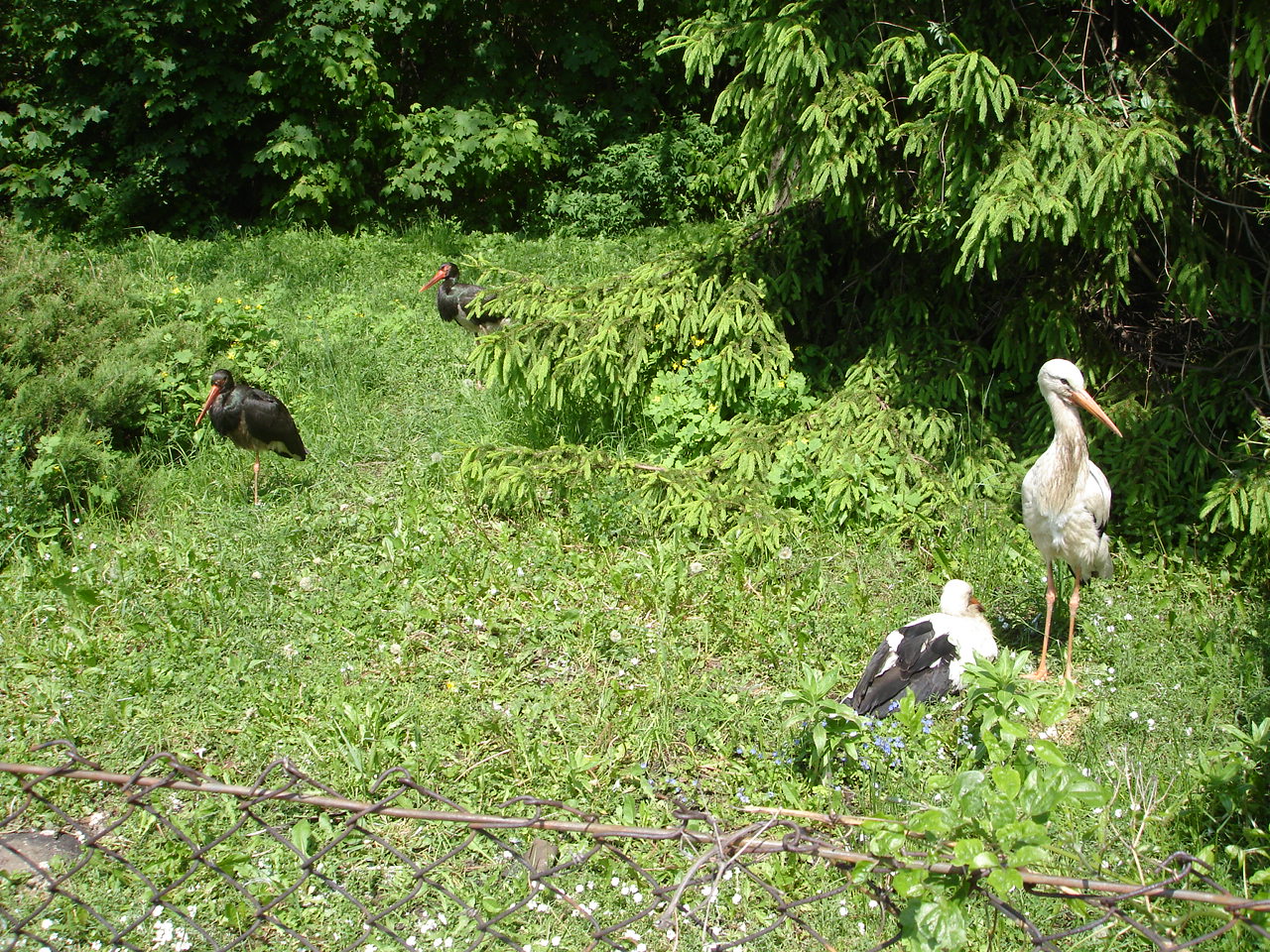 White and Black storks