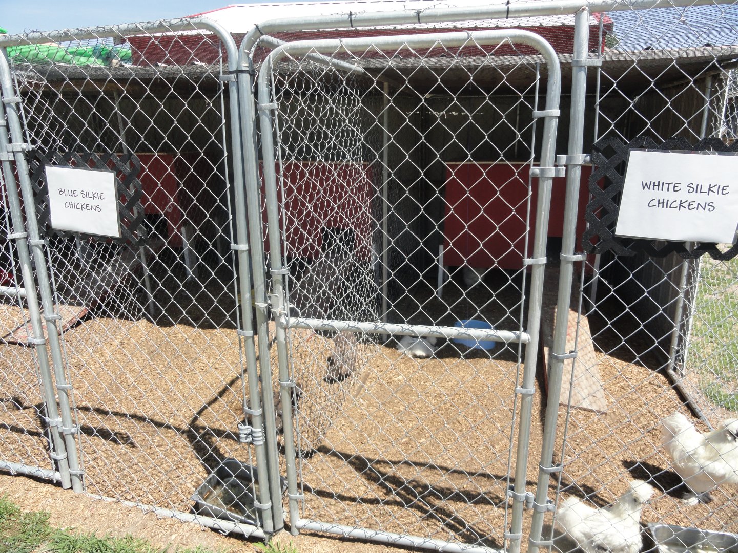 White and Blue Silkie Chicken Exhibits