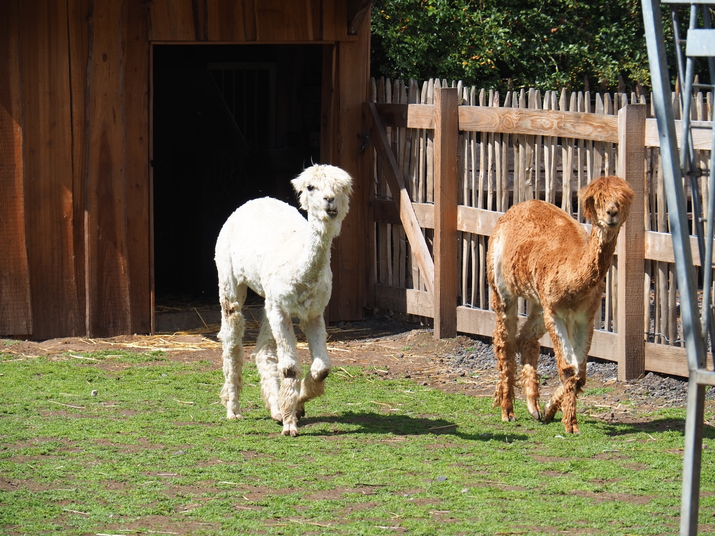 White and brown alpaca (Vicugna pacos)