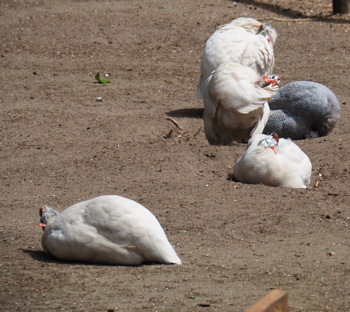White and grey helmeted guineafowl (Numida meleagris), 2019-05-25