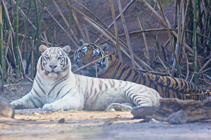 white and orange tiger