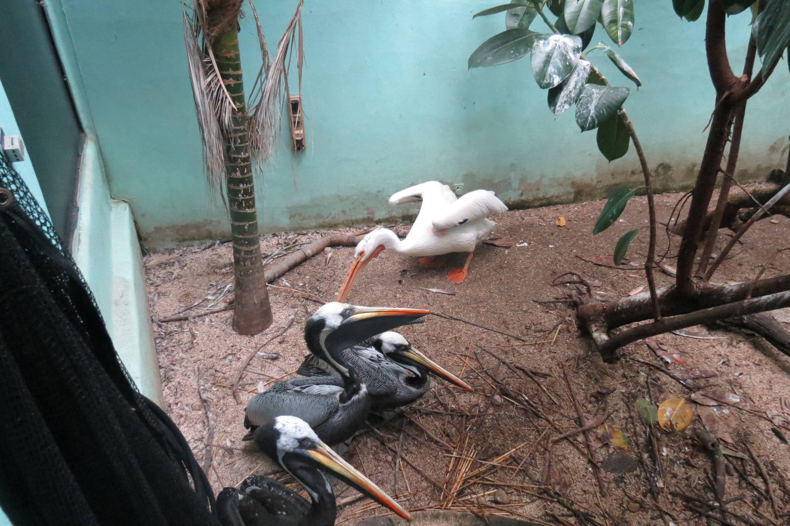 White and Peruvian Pelicans