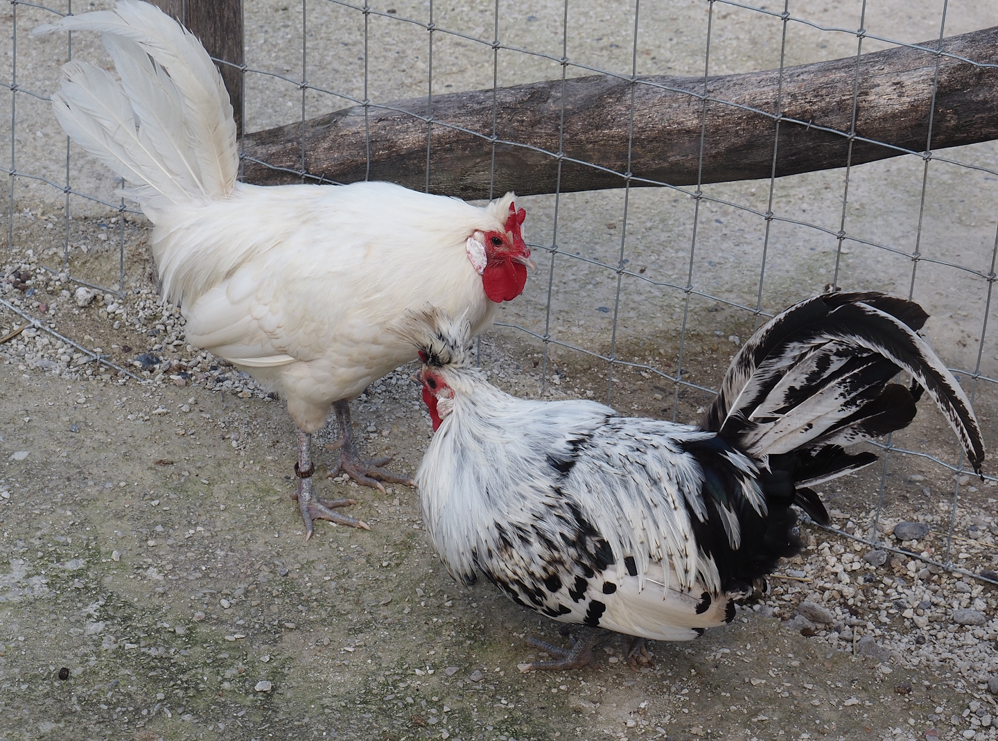 White and Silver-spangled Brabanter roosters (Gallus gallus domesticus), 2024-09-17
