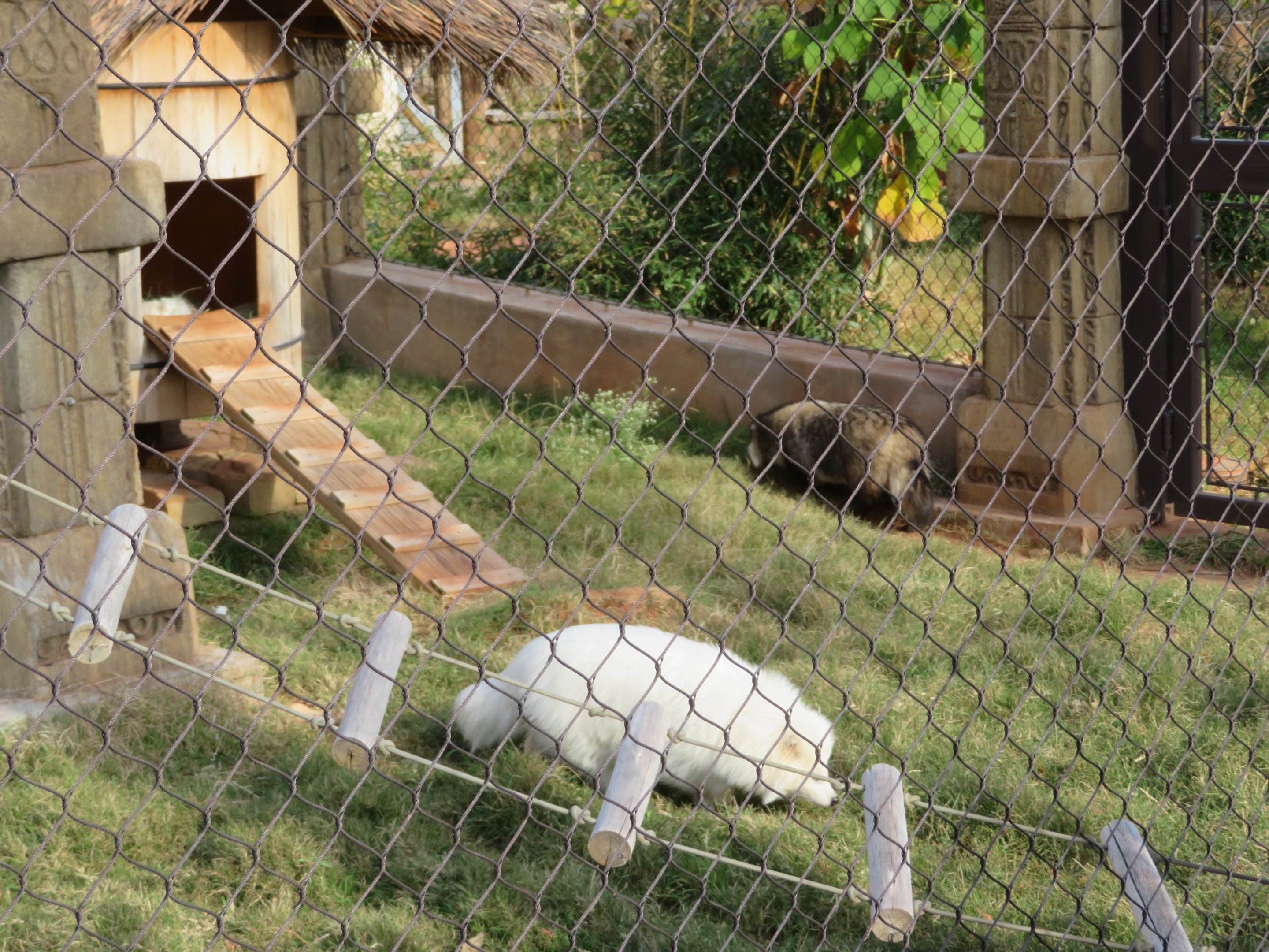 White and Wild-type Raccoon Dog
